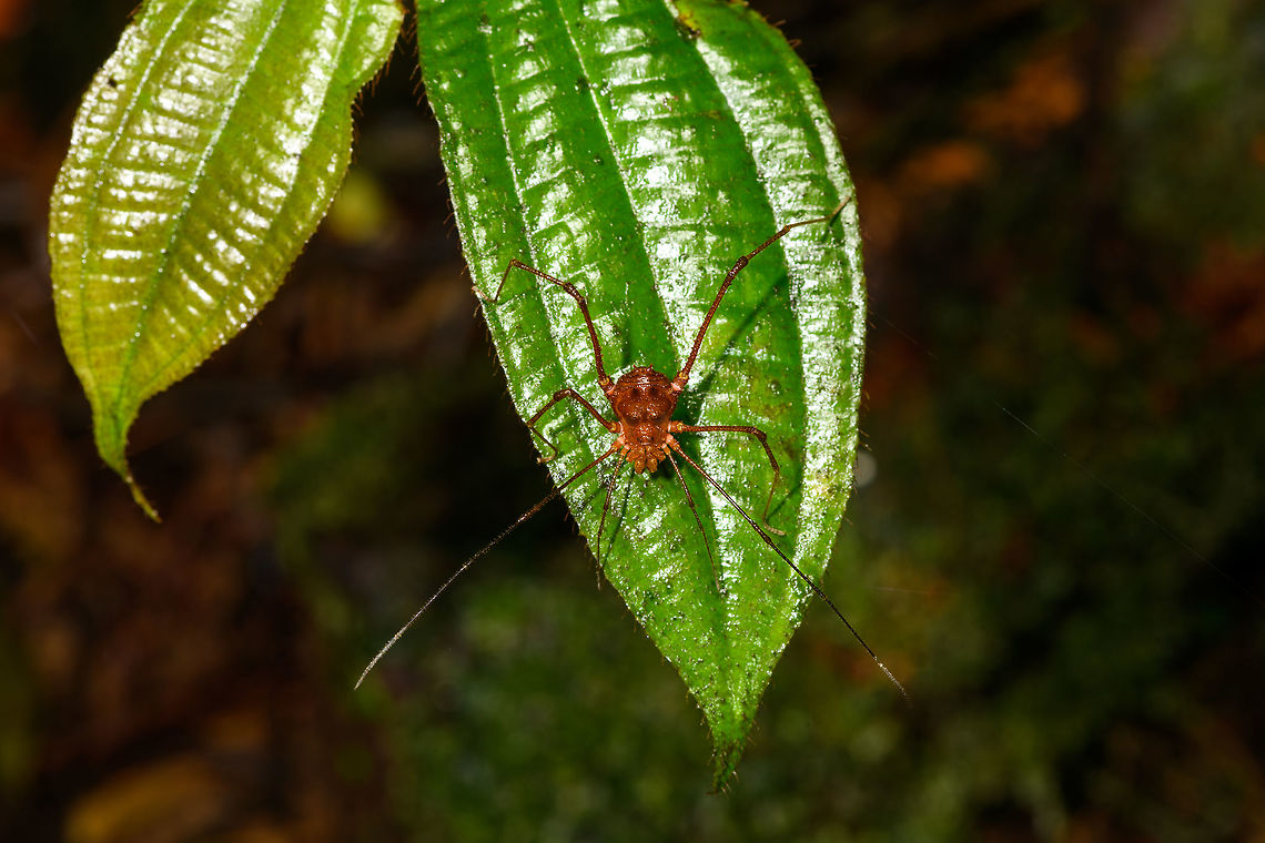 Orange harvestman at night, La Isla Escondida, Colombia Defensive post of a large orange harvestman found at night in La Isla Escondida, Colombia.<br />
<figure class="photo"><a href="https://www.jungledragon.com/image/71476/orange_harvestman_at_night-_closeup_la_isla_escondida_colombia.html" title="Orange harvestman at night- closeup, La Isla Escondida, Colombia"><img src="https://s3.amazonaws.com/media.jungledragon.com/images/2/71476_thumb.jpg?AWSAccessKeyId=05GMT0V3GWVNE7GGM1R2&Expires=1765411210&Signature=4kvUEg1Nl92DyvXXkZs6pkC0%2FDc%3D" width="200" height="200" alt="Orange harvestman at night- closeup, La Isla Escondida, Colombia Defensive post of a large orange harvestman found at night in La Isla Escondida, Colombia.<br />
https://www.jungledragon.com/image/71475/orange_harvestman_at_night_la_isla_escondida_colombia.html Colombia,Colombia 2018,Colombia South,La Isla Escondida,Putumayo,South America,World" /></a></figure> Colombia,Colombia 2018,Colombia South,La Isla Escondida,Putumayo,South America,World