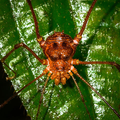 Orange harvestman at night- closeup, La Isla Escondida, Colombia Defensive post of a large orange harvestman found at night in La Isla Escondida, Colombia.
https://www.jungledragon.com/image/71475/orange_harvestman_at_night_la_isla_escondida_colombia.html Colombia,Colombia 2018,Colombia South,La Isla Escondida,Putumayo,South America,World