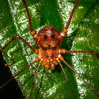 Orange harvestman at night- closeup, La Isla Escondida, Colombia Defensive post of a large orange harvestman found at night in La Isla Escondida, Colombia.<br />
https://www.jungledragon.com/image/71475/orange_harvestman_at_night_la_isla_escondida_colombia.html Colombia,Colombia 2018,Colombia South,La Isla Escondida,Putumayo,South America,World