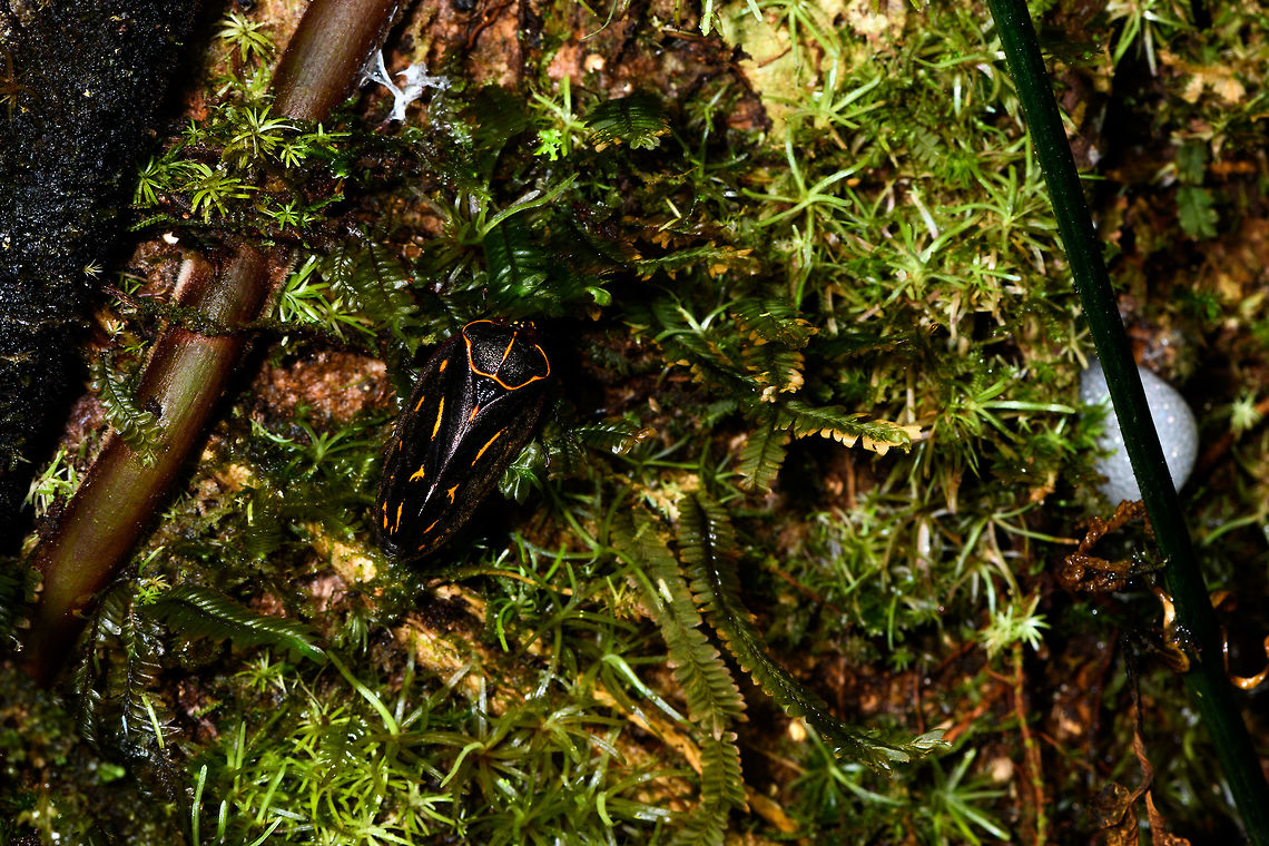 Orange-marked Spittlebug, La Isla Escondida, Colombia Note the spittle in the far right of the frame. Similar observation:<br />
<a href="https://www.flickr.com/photos/andreaskay/35527309356/in/album-72157629662903473/" rel="nofollow">https://www.flickr.com/photos/andreaskay/35527309356/in/album-72157629662903473/</a><br />
 Cercopidae,Colombia,Colombia 2018,Colombia South,La Isla Escondida,Putumayo,South America,World