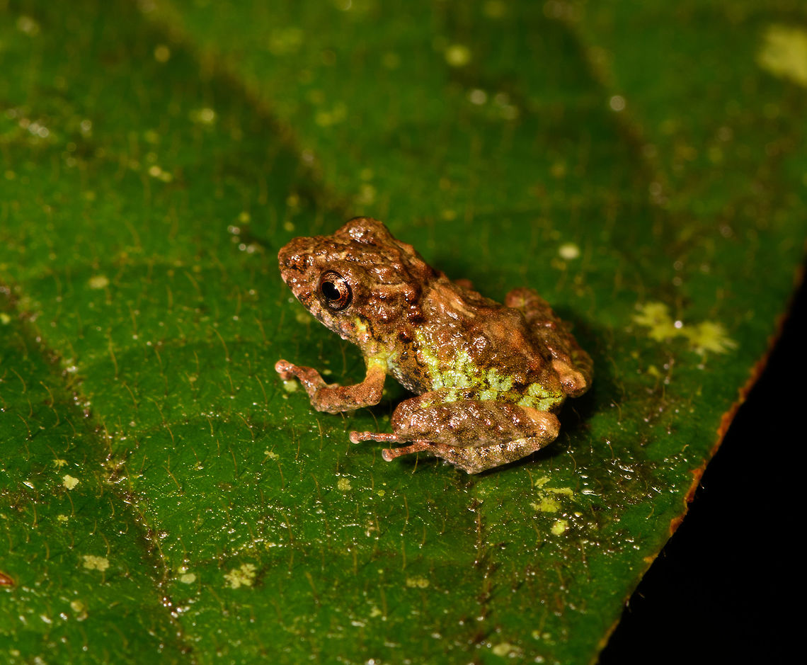 Small textured frog,La Isla Escondida, Colombia  Colombia,Colombia 2018,Colombia South,Fall,Geotagged,La Isla Escondida,Putumayo,South America,World