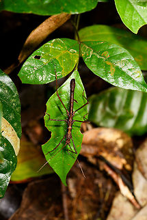 Male Acanthoclonia sp.  Phasmid, La Isla Escondida, Colombia ID by Albert Kang. Colombia,Colombia 2018,Colombia South,La Isla Escondida,Putumayo,South America,World