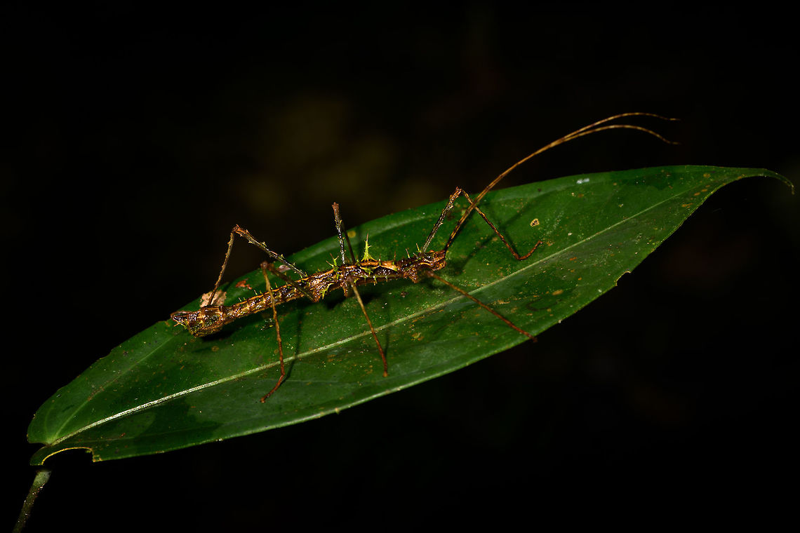 Male Parobrimus sp. at night, La Isla Escondida, Colombia ID by Albert Kang. Colombia,Colombia 2018,Colombia South,La Isla Escondida,Putumayo,South America,World