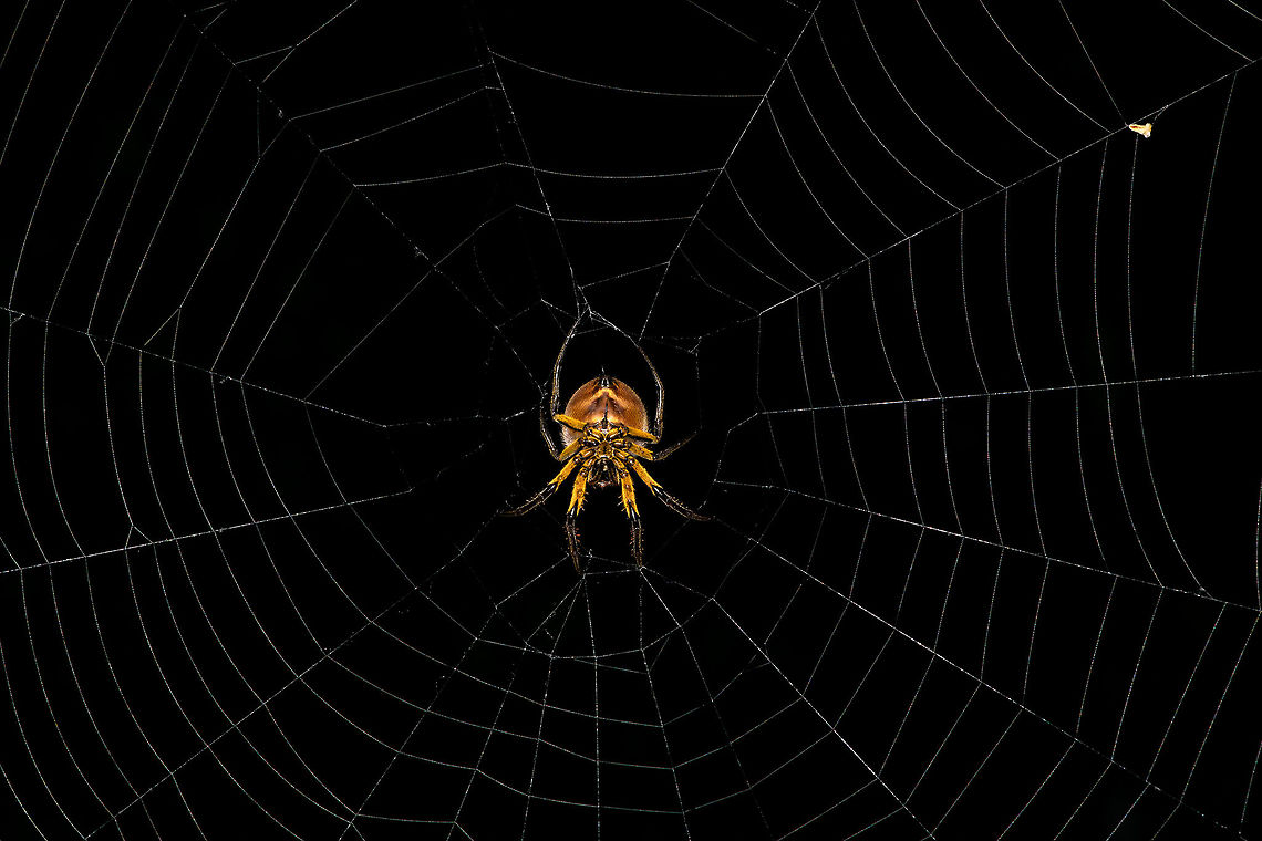 Eriophora fuliginea - web, La Isla Escondida, Colombia Being tall, during night tours I typically collect big orb weavers using my face, but in this case my headlight gave a fair warning. <br />
<figure class="photo"><a href="https://www.jungledragon.com/image/71490/eriophora_fuliginea_-_underside_la_isla_escondida_colombia.html" title="Eriophora fuliginea - underside, La Isla Escondida, Colombia"><img src="https://s3.amazonaws.com/media.jungledragon.com/images/2/71490_thumb.jpg?AWSAccessKeyId=05GMT0V3GWVNE7GGM1R2&Expires=1767225610&Signature=iH74pmu8j4E3pzhn7f9Ul5M1U5k%3D" width="200" height="184" alt="Eriophora fuliginea - underside, La Isla Escondida, Colombia Being tall, during night tours I typically collect big orb weavers using my face, but in this case my headlight gave a fair warning. <br />
https://www.jungledragon.com/image/71489/eriophora_fuliginea_-_web_la_isla_escondida_colombia.html<br />
https://www.jungledragon.com/image/71491/eriophora_fuliginea_-_abdomen_la_isla_escondida_colombia.html<br />
https://www.jungledragon.com/image/71492/eriophora_fuliginea_-_front_la_isla_escondida_colombia.html Colombia,Colombia 2018,Colombia South,Eriophora fuliginea,La Isla Escondida,Putumayo,South America,World" /></a></figure><br />
<figure class="photo"><a href="https://www.jungledragon.com/image/71491/eriophora_fuliginea_-_abdomen_la_isla_escondida_colombia.html" title="Eriophora fuliginea - abdomen, La Isla Escondida, Colombia"><img src="https://s3.amazonaws.com/media.jungledragon.com/images/2/71491_thumb.jpg?AWSAccessKeyId=05GMT0V3GWVNE7GGM1R2&Expires=1767225610&Signature=7Fb59I8a7HMdpsbJcL0znCHfCqY%3D" width="200" height="160" alt="Eriophora fuliginea - abdomen, La Isla Escondida, Colombia Being tall, during night tours I typically collect big orb weavers using my face, but in this case my headlight gave a fair warning. <br />
https://www.jungledragon.com/image/71489/eriophora_fuliginea_-_web_la_isla_escondida_colombia.html<br />
https://www.jungledragon.com/image/71490/eriophora_fuliginea_-_underside_la_isla_escondida_colombia.html<br />
https://www.jungledragon.com/image/71492/eriophora_fuliginea_-_front_la_isla_escondida_colombia.html Colombia,Colombia 2018,Colombia South,Eriophora fuliginea,La Isla Escondida,Putumayo,South America,World" /></a></figure><br />
<figure class="photo"><a href="https://www.jungledragon.com/image/71492/eriophora_fuliginea_-_front_la_isla_escondida_colombia.html" title="Eriophora fuliginea - front, La Isla Escondida, Colombia"><img src="https://s3.amazonaws.com/media.jungledragon.com/images/2/71492_thumb.jpg?AWSAccessKeyId=05GMT0V3GWVNE7GGM1R2&Expires=1767225610&Signature=nlXj8V84kAqqnxlMnTFXUzT8kv0%3D" width="200" height="136" alt="Eriophora fuliginea - front, La Isla Escondida, Colombia Being tall, during night tours I typically collect big orb weavers using my face, but in this case my headlight gave a fair warning. <br />
https://www.jungledragon.com/image/71489/eriophora_fuliginea_-_web_la_isla_escondida_colombia.html<br />
https://www.jungledragon.com/image/71490/eriophora_fuliginea_-_underside_la_isla_escondida_colombia.html<br />
https://www.jungledragon.com/image/71491/eriophora_fuliginea_-_abdomen_la_isla_escondida_colombia.html Colombia,Colombia 2018,Colombia South,Eriophora fuliginea,La Isla Escondida,Putumayo,South America,World" /></a></figure> Colombia,Colombia 2018,Colombia South,Eriophora fuliginea,La Isla Escondida,Putumayo,South America,World