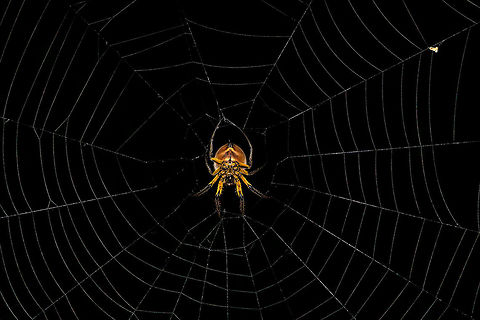 Eriophora fuliginea - web, La Isla Escondida, Colombia Being tall, during night tours I typically collect big orb weavers using my face, but in this case my headlight gave a fair warning. 
https://www.jungledragon.com/image/71490/eriophora_fuliginea_-_underside_la_isla_escondida_colombia.html
https://www.jungledragon.com/image/71491/eriophora_fuliginea_-_abdomen_la_isla_escondida_colombia.html
https://www.jungledragon.com/image/71492/eriophora_fuliginea_-_front_la_isla_escondida_colombia.html Colombia,Colombia 2018,Colombia South,Eriophora fuliginea,La Isla Escondida,Putumayo,South America,World