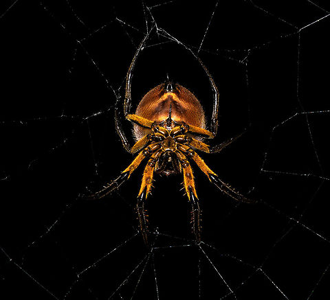 Eriophora fuliginea - underside, La Isla Escondida, Colombia Being tall, during night tours I typically collect big orb weavers using my face, but in this case my headlight gave a fair warning. 
https://www.jungledragon.com/image/71489/eriophora_fuliginea_-_web_la_isla_escondida_colombia.html
https://www.jungledragon.com/image/71491/eriophora_fuliginea_-_abdomen_la_isla_escondida_colombia.html
https://www.jungledragon.com/image/71492/eriophora_fuliginea_-_front_la_isla_escondida_colombia.html Colombia,Colombia 2018,Colombia South,Eriophora fuliginea,La Isla Escondida,Putumayo,South America,World