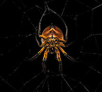 Eriophora fuliginea - underside, La Isla Escondida, Colombia Being tall, during night tours I typically collect big orb weavers using my face, but in this case my headlight gave a fair warning. <br />
https://www.jungledragon.com/image/71489/eriophora_fuliginea_-_web_la_isla_escondida_colombia.html<br />
https://www.jungledragon.com/image/71491/eriophora_fuliginea_-_abdomen_la_isla_escondida_colombia.html<br />
https://www.jungledragon.com/image/71492/eriophora_fuliginea_-_front_la_isla_escondida_colombia.html Colombia,Colombia 2018,Colombia South,Eriophora fuliginea,La Isla Escondida,Putumayo,South America,World