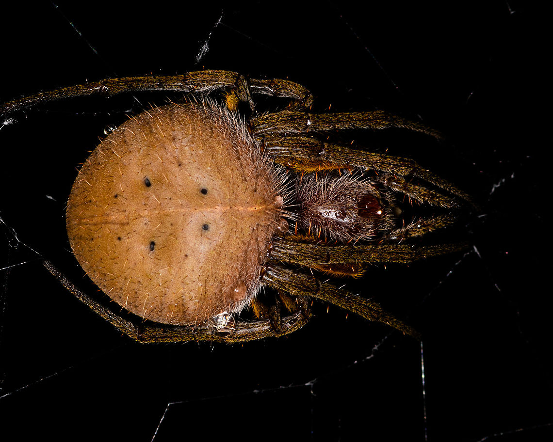 Eriophora fuliginea - abdomen, La Isla Escondida, Colombia Being tall, during night tours I typically collect big orb weavers using my face, but in this case my headlight gave a fair warning. <br />
<figure class="photo"><a href="https://www.jungledragon.com/image/71489/eriophora_fuliginea_-_web_la_isla_escondida_colombia.html" title="Eriophora fuliginea - web, La Isla Escondida, Colombia"><img src="https://s3.amazonaws.com/media.jungledragon.com/images/2/71489_thumb.jpg?AWSAccessKeyId=05GMT0V3GWVNE7GGM1R2&Expires=1767225610&Signature=RoFw9yyYHEi8LkTkD6rA45BsmVw%3D" width="200" height="134" alt="Eriophora fuliginea - web, La Isla Escondida, Colombia Being tall, during night tours I typically collect big orb weavers using my face, but in this case my headlight gave a fair warning. <br />
https://www.jungledragon.com/image/71490/eriophora_fuliginea_-_underside_la_isla_escondida_colombia.html<br />
https://www.jungledragon.com/image/71491/eriophora_fuliginea_-_abdomen_la_isla_escondida_colombia.html<br />
https://www.jungledragon.com/image/71492/eriophora_fuliginea_-_front_la_isla_escondida_colombia.html Colombia,Colombia 2018,Colombia South,Eriophora fuliginea,La Isla Escondida,Putumayo,South America,World" /></a></figure><br />
<figure class="photo"><a href="https://www.jungledragon.com/image/71490/eriophora_fuliginea_-_underside_la_isla_escondida_colombia.html" title="Eriophora fuliginea - underside, La Isla Escondida, Colombia"><img src="https://s3.amazonaws.com/media.jungledragon.com/images/2/71490_thumb.jpg?AWSAccessKeyId=05GMT0V3GWVNE7GGM1R2&Expires=1767225610&Signature=iH74pmu8j4E3pzhn7f9Ul5M1U5k%3D" width="200" height="184" alt="Eriophora fuliginea - underside, La Isla Escondida, Colombia Being tall, during night tours I typically collect big orb weavers using my face, but in this case my headlight gave a fair warning. <br />
https://www.jungledragon.com/image/71489/eriophora_fuliginea_-_web_la_isla_escondida_colombia.html<br />
https://www.jungledragon.com/image/71491/eriophora_fuliginea_-_abdomen_la_isla_escondida_colombia.html<br />
https://www.jungledragon.com/image/71492/eriophora_fuliginea_-_front_la_isla_escondida_colombia.html Colombia,Colombia 2018,Colombia South,Eriophora fuliginea,La Isla Escondida,Putumayo,South America,World" /></a></figure><br />
<figure class="photo"><a href="https://www.jungledragon.com/image/71492/eriophora_fuliginea_-_front_la_isla_escondida_colombia.html" title="Eriophora fuliginea - front, La Isla Escondida, Colombia"><img src="https://s3.amazonaws.com/media.jungledragon.com/images/2/71492_thumb.jpg?AWSAccessKeyId=05GMT0V3GWVNE7GGM1R2&Expires=1767225610&Signature=nlXj8V84kAqqnxlMnTFXUzT8kv0%3D" width="200" height="136" alt="Eriophora fuliginea - front, La Isla Escondida, Colombia Being tall, during night tours I typically collect big orb weavers using my face, but in this case my headlight gave a fair warning. <br />
https://www.jungledragon.com/image/71489/eriophora_fuliginea_-_web_la_isla_escondida_colombia.html<br />
https://www.jungledragon.com/image/71490/eriophora_fuliginea_-_underside_la_isla_escondida_colombia.html<br />
https://www.jungledragon.com/image/71491/eriophora_fuliginea_-_abdomen_la_isla_escondida_colombia.html Colombia,Colombia 2018,Colombia South,Eriophora fuliginea,La Isla Escondida,Putumayo,South America,World" /></a></figure> Colombia,Colombia 2018,Colombia South,Eriophora fuliginea,La Isla Escondida,Putumayo,South America,World