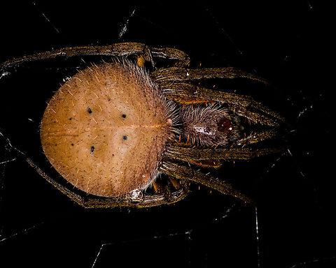 Eriophora fuliginea - abdomen, La Isla Escondida, Colombia Being tall, during night tours I typically collect big orb weavers using my face, but in this case my headlight gave a fair warning. 
https://www.jungledragon.com/image/71489/eriophora_fuliginea_-_web_la_isla_escondida_colombia.html
https://www.jungledragon.com/image/71490/eriophora_fuliginea_-_underside_la_isla_escondida_colombia.html
https://www.jungledragon.com/image/71492/eriophora_fuliginea_-_front_la_isla_escondida_colombia.html Colombia,Colombia 2018,Colombia South,Eriophora fuliginea,La Isla Escondida,Putumayo,South America,World