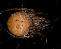 Eriophora fuliginea - abdomen, La Isla Escondida, Colombia Being tall, during night tours I typically collect big orb weavers using my face, but in this case my headlight gave a fair warning. <br />
https://www.jungledragon.com/image/71489/eriophora_fuliginea_-_web_la_isla_escondida_colombia.html<br />
https://www.jungledragon.com/image/71490/eriophora_fuliginea_-_underside_la_isla_escondida_colombia.html<br />
https://www.jungledragon.com/image/71492/eriophora_fuliginea_-_front_la_isla_escondida_colombia.html Colombia,Colombia 2018,Colombia South,Eriophora fuliginea,La Isla Escondida,Putumayo,South America,World