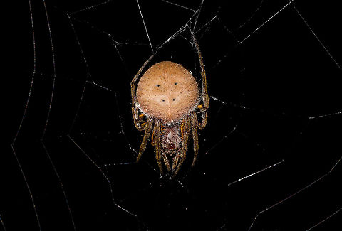 Eriophora fuliginea - front, La Isla Escondida, Colombia Being tall, during night tours I typically collect big orb weavers using my face, but in this case my headlight gave a fair warning. 
https://www.jungledragon.com/image/71489/eriophora_fuliginea_-_web_la_isla_escondida_colombia.html
https://www.jungledragon.com/image/71490/eriophora_fuliginea_-_underside_la_isla_escondida_colombia.html
https://www.jungledragon.com/image/71491/eriophora_fuliginea_-_abdomen_la_isla_escondida_colombia.html Colombia,Colombia 2018,Colombia South,Eriophora fuliginea,La Isla Escondida,Putumayo,South America,World