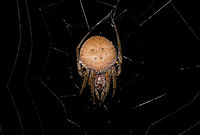 Eriophora fuliginea - front, La Isla Escondida, Colombia Being tall, during night tours I typically collect big orb weavers using my face, but in this case my headlight gave a fair warning. <br />
https://www.jungledragon.com/image/71489/eriophora_fuliginea_-_web_la_isla_escondida_colombia.html<br />
https://www.jungledragon.com/image/71490/eriophora_fuliginea_-_underside_la_isla_escondida_colombia.html<br />
https://www.jungledragon.com/image/71491/eriophora_fuliginea_-_abdomen_la_isla_escondida_colombia.html Colombia,Colombia 2018,Colombia South,Eriophora fuliginea,La Isla Escondida,Putumayo,South America,World