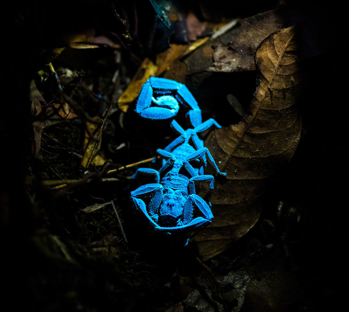 Scorpion under UV light, La Isla Escondida, Colombia A bucket list item completed! We specifically bought a small UV torch beforehand to try and light up a scorpion like this under UV light. <br />
<br />
As for the making of: you need to shut down all regular lights, as the slightest shine of a regular light will ruin the effect (this scorpion in reality in brownish/orange). With only UV light shining on the subject, capturing it was still trickier than expected. The UV light was very weak, therefore I had to raise ISO to 6400, and that still granted a slow shutter speed. Furthermore, the torch had to be kept extremely close to the scorpion. Consumer UV torches being weak is mostly for safety reasons. Don't look into the beam or shine it at others!<br />
<br />
Besides creating this cool effect, the torch is also useful for tracking. This brown scorpion amidst piles of dead leafs would normally be impossible to track at night, yet it sticks out like a sore thumb with the light.<br />
<figure class="photo"><a href="https://www.jungledragon.com/image/71497/scorpion_under_uv_light_-_head_la_isla_escondida_colombia.html" title="Scorpion under UV light - head, La Isla Escondida, Colombia"><img src="https://s3.amazonaws.com/media.jungledragon.com/images/2/71497_thumb.jpg?AWSAccessKeyId=05GMT0V3GWVNE7GGM1R2&Expires=1770854410&Signature=Ehwz3v1pWVttSynnOthzGSmpyZw%3D" width="200" height="194" alt="Scorpion under UV light - head, La Isla Escondida, Colombia A bucket list item completed! We specifically bought a small UV torch beforehand to try and light up a scorpion like this under UV light. <br />
<br />
As for the making of: you need to shut down all regular lights, as the slightest shine of a regular light will ruin the effect (this scorpion in reality in brownish/orange). With only UV light shining on the subject, capturing it was still trickier than expected. The UV light was very weak, therefore I had to raise ISO to 6400, and that still granted a slow shutter speed. Furthermore, the torch had to be kept extremely close to the scorpion. Consumer UV torches being weak is mostly for safety reasons. Don't look into the beam or shine it at others!<br />
<br />
Besides creating this cool effect, the torch is also useful for tracking. This brown scorpion amidst piles of dead leafs would normally be impossible to track at night, yet it sticks out like a sore thumb with the light.<br />
https://www.jungledragon.com/image/71496/scorpion_under_uv_light_la_isla_escondida_colombia.html<br />
https://www.jungledragon.com/image/71498/scorpion_under_uv_light_-_sticking_out_la_isla_escondida_colombia.html<br />
https://www.jungledragon.com/image/71499/scorpion_under_uv_light_-_full_body_la_isla_escondida_colombia.html<br />
https://www.jungledragon.com/image/71500/scorpion_under_uv_light_-_front_la_isla_escondida_colombia.html Colombia,Colombia 2018,Colombia South,La Isla Escondida,Putumayo,Scorpion under ultra Violet light,South America,Ultra Violet Light,World" /></a></figure><br />
<figure class="photo"><a href="https://www.jungledragon.com/image/71498/scorpion_under_uv_light_-_sticking_out_la_isla_escondida_colombia.html" title="Scorpion under UV light - sticking out, La Isla Escondida, Colombia"><img src="https://s3.amazonaws.com/media.jungledragon.com/images/2/71498_thumb.jpg?AWSAccessKeyId=05GMT0V3GWVNE7GGM1R2&Expires=1770854410&Signature=rkxq5OOEnclGxoddETG9magF7Yk%3D" width="200" height="134" alt="Scorpion under UV light - sticking out, La Isla Escondida, Colombia A bucket list item completed! We specifically bought a small UV torch beforehand to try and light up a scorpion like this under UV light. <br />
<br />
As for the making of: you need to shut down all regular lights, as the slightest shine of a regular light will ruin the effect (this scorpion in reality in brownish/orange). With only UV light shining on the subject, capturing it was still trickier than expected. The UV light was very weak, therefore I had to raise ISO to 6400, and that still granted a slow shutter speed. Furthermore, the torch had to be kept extremely close to the scorpion. Consumer UV torches being weak is mostly for safety reasons. Don't look into the beam or shine it at others!<br />
<br />
Besides creating this cool effect, the torch is also useful for tracking. This brown scorpion amidst piles of dead leafs would normally be impossible to track at night, yet it sticks out like a sore thumb with the light.<br />
https://www.jungledragon.com/image/71496/scorpion_under_uv_light_la_isla_escondida_colombia.html<br />
https://www.jungledragon.com/image/71497/scorpion_under_uv_light_-_head_la_isla_escondida_colombia.html<br />
https://www.jungledragon.com/image/71499/scorpion_under_uv_light_-_full_body_la_isla_escondida_colombia.html<br />
https://www.jungledragon.com/image/71500/scorpion_under_uv_light_-_front_la_isla_escondida_colombia.html Colombia,Colombia 2018,Colombia South,La Isla Escondida,Putumayo,Scorpion under ultra Violet light,South America,Ultra Violet Light,World" /></a></figure><br />
<figure class="photo"><a href="https://www.jungledragon.com/image/71499/scorpion_under_uv_light_-_full_body_la_isla_escondida_colombia.html" title="Scorpion under UV light - full body, La Isla Escondida, Colombia"><img src="https://s3.amazonaws.com/media.jungledragon.com/images/2/71499_thumb.jpg?AWSAccessKeyId=05GMT0V3GWVNE7GGM1R2&Expires=1770854410&Signature=KRHU8HiR8N0PAbsbkc3USvOYVgs%3D" width="200" height="134" alt="Scorpion under UV light - full body, La Isla Escondida, Colombia A bucket list item completed! We specifically bought a small UV torch beforehand to try and light up a scorpion like this under UV light. <br />
<br />
As for the making of: you need to shut down all regular lights, as the slightest shine of a regular light will ruin the effect (this scorpion in reality in brownish/orange). With only UV light shining on the subject, capturing it was still trickier than expected. The UV light was very weak, therefore I had to raise ISO to 6400, and that still granted a slow shutter speed. Furthermore, the torch had to be kept extremely close to the scorpion. Consumer UV torches being weak is mostly for safety reasons. Don't look into the beam or shine it at others!<br />
<br />
Besides creating this cool effect, the torch is also useful for tracking. This brown scorpion amidst piles of dead leafs would normally be impossible to track at night, yet it sticks out like a sore thumb with the light.<br />
https://www.jungledragon.com/image/71496/scorpion_under_uv_light_la_isla_escondida_colombia.html<br />
https://www.jungledragon.com/image/71497/scorpion_under_uv_light_-_head_la_isla_escondida_colombia.html<br />
https://www.jungledragon.com/image/71498/scorpion_under_uv_light_-_sticking_out_la_isla_escondida_colombia.html<br />
https://www.jungledragon.com/image/71500/scorpion_under_uv_light_-_front_la_isla_escondida_colombia.html Colombia,Colombia 2018,Colombia South,La Isla Escondida,Putumayo,Scorpion under ultra Violet light,South America,Ultra Violet Light,World" /></a></figure><br />
<figure class="photo"><a href="https://www.jungledragon.com/image/71500/scorpion_under_uv_light_-_front_la_isla_escondida_colombia.html" title="Scorpion under UV light - front, La Isla Escondida, Colombia"><img src="https://s3.amazonaws.com/media.jungledragon.com/images/2/71500_thumb.jpg?AWSAccessKeyId=05GMT0V3GWVNE7GGM1R2&Expires=1770854410&Signature=hxvAEsSBd3cAZ7uPQsXvaHr7DuU%3D" width="200" height="184" alt="Scorpion under UV light - front, La Isla Escondida, Colombia A bucket list item completed! We specifically bought a small UV torch beforehand to try and light up a scorpion like this under UV light. <br />
<br />
As for the making of: you need to shut down all regular lights, as the slightest shine of a regular light will ruin the effect (this scorpion in reality in brownish/orange). With only UV light shining on the subject, capturing it was still trickier than expected. The UV light was very weak, therefore I had to raise ISO to 6400, and that still granted a slow shutter speed. Furthermore, the torch had to be kept extremely close to the scorpion. Consumer UV torches being weak is mostly for safety reasons. Don't look into the beam or shine it at others!<br />
<br />
Besides creating this cool effect, the torch is also useful for tracking. This brown scorpion amidst piles of dead leafs would normally be impossible to track at night, yet it sticks out like a sore thumb with the light.<br />
https://www.jungledragon.com/image/71496/scorpion_under_uv_light_la_isla_escondida_colombia.html<br />
https://www.jungledragon.com/image/71497/scorpion_under_uv_light_-_head_la_isla_escondida_colombia.html<br />
https://www.jungledragon.com/image/71498/scorpion_under_uv_light_-_sticking_out_la_isla_escondida_colombia.html<br />
https://www.jungledragon.com/image/71499/scorpion_under_uv_light_-_full_body_la_isla_escondida_colombia.html Colombia,Colombia 2018,Colombia South,La Isla Escondida,Putumayo,Scorpion under ultra Violet light,South America,Ultra Violet Light" /></a></figure> Colombia,Colombia 2018,Colombia South,La Isla Escondida,Putumayo,Scorpion under ultra Violet light,South America,Ultra Violet Light,World