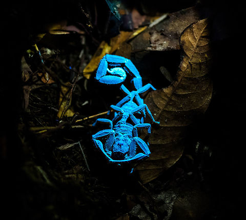 Scorpion under UV light, La Isla Escondida, Colombia A bucket list item completed! We specifically bought a small UV torch beforehand to try and light up a scorpion like this under UV light. 

As for the making of: you need to shut down all regular lights, as the slightest shine of a regular light will ruin the effect (this scorpion in reality in brownish/orange). With only UV light shining on the subject, capturing it was still trickier than expected. The UV light was very weak, therefore I had to raise ISO to 6400, and that still granted a slow shutter speed. Furthermore, the torch had to be kept extremely close to the scorpion. Consumer UV torches being weak is mostly for safety reasons. Don't look into the beam or shine it at others!

Besides creating this cool effect, the torch is also useful for tracking. This brown scorpion amidst piles of dead leafs would normally be impossible to track at night, yet it sticks out like a sore thumb with the light.
https://www.jungledragon.com/image/71497/scorpion_under_uv_light_-_head_la_isla_escondida_colombia.html
https://www.jungledragon.com/image/71498/scorpion_under_uv_light_-_sticking_out_la_isla_escondida_colombia.html
https://www.jungledragon.com/image/71499/scorpion_under_uv_light_-_full_body_la_isla_escondida_colombia.html
https://www.jungledragon.com/image/71500/scorpion_under_uv_light_-_front_la_isla_escondida_colombia.html Colombia,Colombia 2018,Colombia South,La Isla Escondida,Putumayo,Scorpion under ultra Violet light,South America,Ultra Violet Light,World