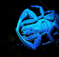 Scorpion under UV light - head, La Isla Escondida, Colombia A bucket list item completed! We specifically bought a small UV torch beforehand to try and light up a scorpion like this under UV light. <br />
<br />
As for the making of: you need to shut down all regular lights, as the slightest shine of a regular light will ruin the effect (this scorpion in reality in brownish/orange). With only UV light shining on the subject, capturing it was still trickier than expected. The UV light was very weak, therefore I had to raise ISO to 6400, and that still granted a slow shutter speed. Furthermore, the torch had to be kept extremely close to the scorpion. Consumer UV torches being weak is mostly for safety reasons. Don't look into the beam or shine it at others!<br />
<br />
Besides creating this cool effect, the torch is also useful for tracking. This brown scorpion amidst piles of dead leafs would normally be impossible to track at night, yet it sticks out like a sore thumb with the light.<br />
https://www.jungledragon.com/image/71496/scorpion_under_uv_light_la_isla_escondida_colombia.html<br />
https://www.jungledragon.com/image/71498/scorpion_under_uv_light_-_sticking_out_la_isla_escondida_colombia.html<br />
https://www.jungledragon.com/image/71499/scorpion_under_uv_light_-_full_body_la_isla_escondida_colombia.html<br />
https://www.jungledragon.com/image/71500/scorpion_under_uv_light_-_front_la_isla_escondida_colombia.html Colombia,Colombia 2018,Colombia South,La Isla Escondida,Putumayo,Scorpion under ultra Violet light,South America,Ultra Violet Light,World