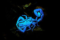 Scorpion under UV light - full body, La Isla Escondida, Colombia A bucket list item completed! We specifically bought a small UV torch beforehand to try and light up a scorpion like this under UV light. <br />
<br />
As for the making of: you need to shut down all regular lights, as the slightest shine of a regular light will ruin the effect (this scorpion in reality in brownish/orange). With only UV light shining on the subject, capturing it was still trickier than expected. The UV light was very weak, therefore I had to raise ISO to 6400, and that still granted a slow shutter speed. Furthermore, the torch had to be kept extremely close to the scorpion. Consumer UV torches being weak is mostly for safety reasons. Don't look into the beam or shine it at others!<br />
<br />
Besides creating this cool effect, the torch is also useful for tracking. This brown scorpion amidst piles of dead leafs would normally be impossible to track at night, yet it sticks out like a sore thumb with the light.<br />
https://www.jungledragon.com/image/71496/scorpion_under_uv_light_la_isla_escondida_colombia.html<br />
https://www.jungledragon.com/image/71497/scorpion_under_uv_light_-_head_la_isla_escondida_colombia.html<br />
https://www.jungledragon.com/image/71498/scorpion_under_uv_light_-_sticking_out_la_isla_escondida_colombia.html<br />
https://www.jungledragon.com/image/71500/scorpion_under_uv_light_-_front_la_isla_escondida_colombia.html Colombia,Colombia 2018,Colombia South,La Isla Escondida,Putumayo,Scorpion under ultra Violet light,South America,Ultra Violet Light,World