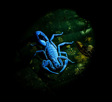 Scorpion under UV light - front, La Isla Escondida, Colombia A bucket list item completed! We specifically bought a small UV torch beforehand to try and light up a scorpion like this under UV light. 

As for the making of: you need to shut down all regular lights, as the slightest shine of a regular light will ruin the effect (this scorpion in reality in brownish/orange). With only UV light shining on the subject, capturing it was still trickier than expected. The UV light was very weak, therefore I had to raise ISO to 6400, and that still granted a slow shutter speed. Furthermore, the torch had to be kept extremely close to the scorpion. Consumer UV torches being weak is mostly for safety reasons. Don't look into the beam or shine it at others!

Besides creating this cool effect, the torch is also useful for tracking. This brown scorpion amidst piles of dead leafs would normally be impossible to track at night, yet it sticks out like a sore thumb with the light.
https://www.jungledragon.com/image/71496/scorpion_under_uv_light_la_isla_escondida_colombia.html
https://www.jungledragon.com/image/71497/scorpion_under_uv_light_-_head_la_isla_escondida_colombia.html
https://www.jungledragon.com/image/71498/scorpion_under_uv_light_-_sticking_out_la_isla_escondida_colombia.html
https://www.jungledragon.com/image/71499/scorpion_under_uv_light_-_full_body_la_isla_escondida_colombia.html Colombia,Colombia 2018,Colombia South,La Isla Escondida,Putumayo,Scorpion under ultra Violet light,South America,Ultra Violet Light