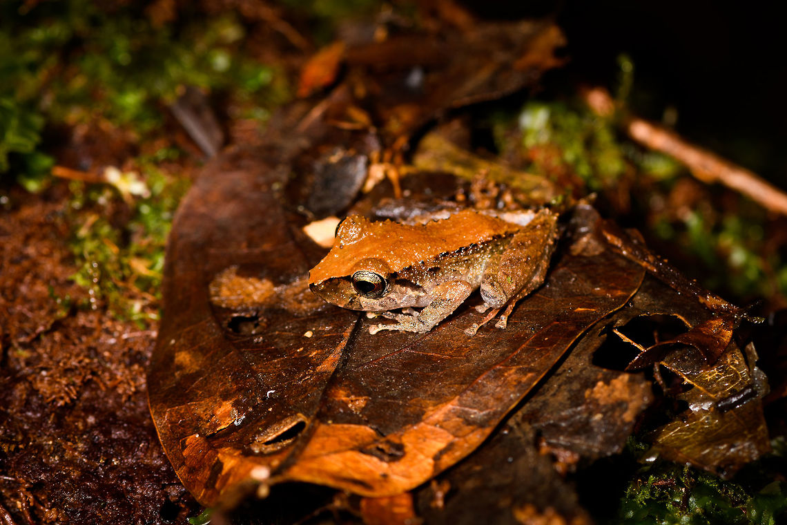 Small orange-back frog- side view, La Isla Escondida, Colombia <figure class="photo"><a href="https://www.jungledragon.com/image/71502/small_orange-back_frog_la_isla_escondida_colombia.html" title="Small orange-back frog, La Isla Escondida, Colombia"><img src="https://s3.amazonaws.com/media.jungledragon.com/images/2/71502_thumb.jpg?AWSAccessKeyId=05GMT0V3GWVNE7GGM1R2&Expires=1759968010&Signature=L9KdC3YVJuGxokT81MMEjriaxtc%3D" width="200" height="134" alt="Small orange-back frog, La Isla Escondida, Colombia https://www.jungledragon.com/image/71501/small_orange-back_frog-_side_view_la_isla_escondida_colombia.html Colombia,Colombia 2018,Colombia South,La Isla Escondida,Putumayo,South America,World" /></a></figure> Colombia,Colombia 2018,Colombia South,Fall,Geotagged,La Isla Escondida,Putumayo,South America,World