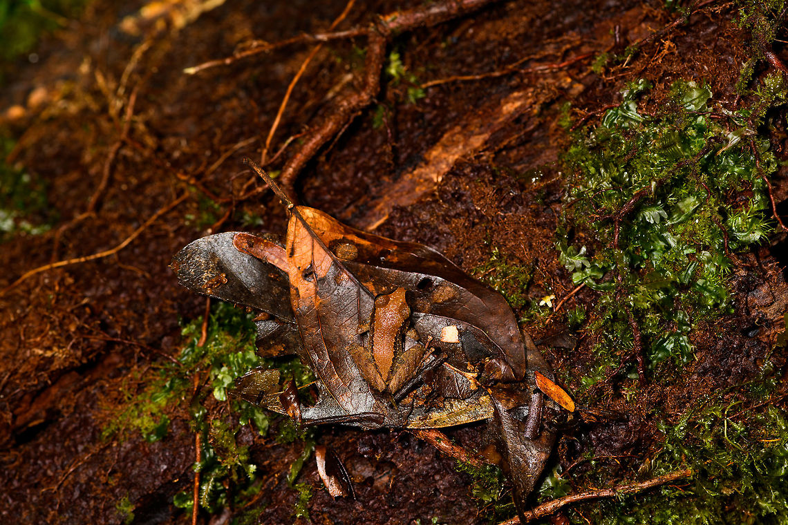 Small orange-back frog, La Isla Escondida, Colombia <figure class="photo"><a href="https://www.jungledragon.com/image/71501/small_orange-back_frog-_side_view_la_isla_escondida_colombia.html" title="Small orange-back frog- side view, La Isla Escondida, Colombia"><img src="https://s3.amazonaws.com/media.jungledragon.com/images/2/71501_thumb.jpg?AWSAccessKeyId=05GMT0V3GWVNE7GGM1R2&Expires=1769040010&Signature=yXj2XAfTt1vstoDePzgvh4Z3JHU%3D" width="200" height="134" alt="Small orange-back frog- side view, La Isla Escondida, Colombia https://www.jungledragon.com/image/71502/small_orange-back_frog_la_isla_escondida_colombia.html Colombia,Colombia 2018,Colombia South,Fall,Geotagged,La Isla Escondida,Putumayo,South America,World" /></a></figure> Colombia,Colombia 2018,Colombia South,La Isla Escondida,Putumayo,South America,World
