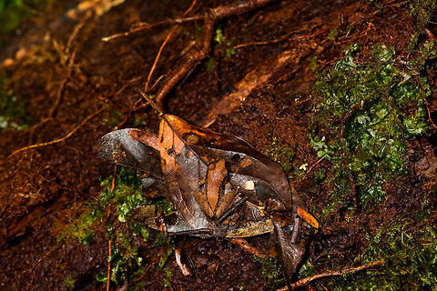 Small orange-back frog, La Isla Escondida, Colombia https://www.jungledragon.com/image/71501/small_orange-back_frog-_side_view_la_isla_escondida_colombia.html Colombia,Colombia 2018,Colombia South,La Isla Escondida,Putumayo,South America,World