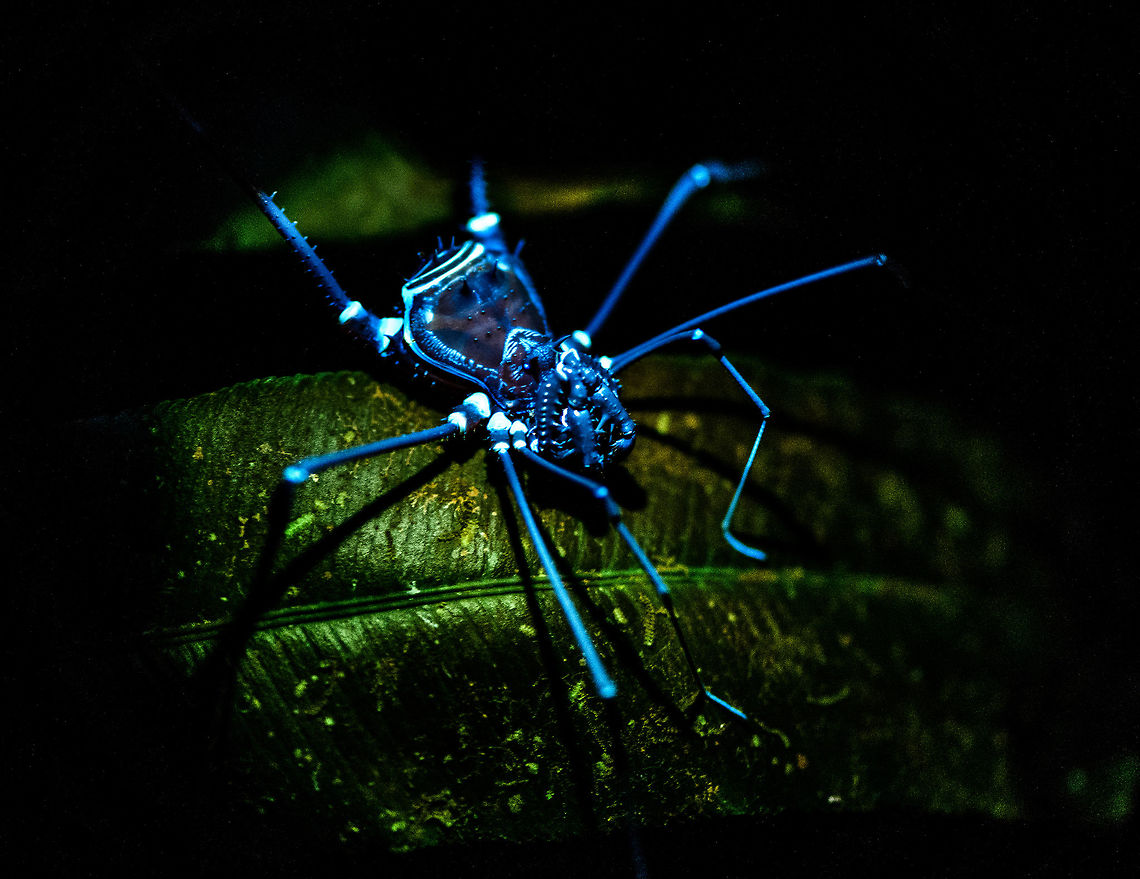 Harvestman under UV light - front, La Isla Escondida, Colombia After completing our bucket list item of photographing a UV-lit scorpion...<br />
<figure class="photo"><a href="https://www.jungledragon.com/image/71499/scorpion_under_uv_light_-_full_body_la_isla_escondida_colombia.html" title="Scorpion under UV light - full body, La Isla Escondida, Colombia"><img src="https://s3.amazonaws.com/media.jungledragon.com/images/2/71499_thumb.jpg?AWSAccessKeyId=05GMT0V3GWVNE7GGM1R2&Expires=1759968010&Signature=l%2Fjbwx5%2FwvxRRyxTf8pn0MoFDEQ%3D" width="200" height="134" alt="Scorpion under UV light - full body, La Isla Escondida, Colombia A bucket list item completed! We specifically bought a small UV torch beforehand to try and light up a scorpion like this under UV light. <br />
<br />
As for the making of: you need to shut down all regular lights, as the slightest shine of a regular light will ruin the effect (this scorpion in reality in brownish/orange). With only UV light shining on the subject, capturing it was still trickier than expected. The UV light was very weak, therefore I had to raise ISO to 6400, and that still granted a slow shutter speed. Furthermore, the torch had to be kept extremely close to the scorpion. Consumer UV torches being weak is mostly for safety reasons. Don't look into the beam or shine it at others!<br />
<br />
Besides creating this cool effect, the torch is also useful for tracking. This brown scorpion amidst piles of dead leafs would normally be impossible to track at night, yet it sticks out like a sore thumb with the light.<br />
https://www.jungledragon.com/image/71496/scorpion_under_uv_light_la_isla_escondida_colombia.html<br />
https://www.jungledragon.com/image/71497/scorpion_under_uv_light_-_head_la_isla_escondida_colombia.html<br />
https://www.jungledragon.com/image/71498/scorpion_under_uv_light_-_sticking_out_la_isla_escondida_colombia.html<br />
https://www.jungledragon.com/image/71500/scorpion_under_uv_light_-_front_la_isla_escondida_colombia.html Colombia,Colombia 2018,Colombia South,La Isla Escondida,Putumayo,Scorpion under ultra Violet light,South America,Ultra Violet Light,World" /></a></figure><br />
...We moved on to try it on other subjects. The only creature also responding to UV was this awesome harvestman.<br />
<br />
After these 2 subjects, we passed the torch on to our local guide Brayan for him to keep. He spends most of his life in the jungle so it's much more useful that way. Colombia,Colombia 2018,Colombia South,Fall,Geotagged,La Isla Escondida,Putumayo,South America,Ultra Violet Light,World