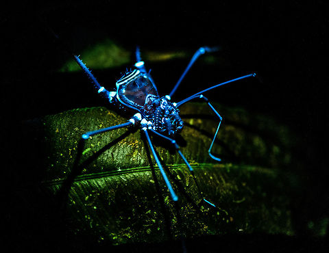Harvestman under UV light - front, La Isla Escondida, Colombia After completing our bucket list item of photographing a UV-lit scorpion...
https://www.jungledragon.com/image/71499/scorpion_under_uv_light_-_full_body_la_isla_escondida_colombia.html
...We moved on to try it on other subjects. The only creature also responding to UV was this awesome harvestman.

After these 2 subjects, we passed the torch on to our local guide Brayan for him to keep. He spends most of his life in the jungle so it's much more useful that way. Colombia,Colombia 2018,Colombia South,Fall,Geotagged,La Isla Escondida,Putumayo,South America,Ultra Violet Light,World