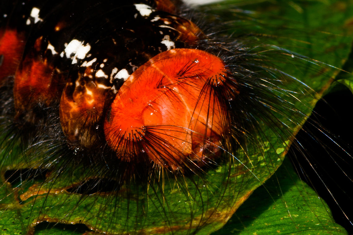 Red hairy caterpillar - head, La Isla Escondida, Colombia Found during a night tour. About 5-7cm in length, black body with red highlights near each leg, all-red face. Long black hairs all over the body and face, with white tufts at the two pairs of front legs and the hinds legs.<br />
<figure class="photo"><a href="https://www.jungledragon.com/image/71508/red_hairy_caterpillar_la_isla_escondida_colombia.html" title="Red hairy caterpillar, La Isla Escondida, Colombia"><img src="https://s3.amazonaws.com/media.jungledragon.com/images/2/71508_thumb.jpg?AWSAccessKeyId=05GMT0V3GWVNE7GGM1R2&Expires=1769040010&Signature=NPPoXVOxfN5sfWNleaW6mAIMwHE%3D" width="200" height="134" alt="Red hairy caterpillar, La Isla Escondida, Colombia Found during a night tour. About 5-7cm in length, black body with red highlights near each leg, all-red face. Long black hairs all over the body and face, with white tufts at the two pairs of front legs and the hinds legs.<br />
https://www.jungledragon.com/image/71507/red_hairy_caterpillar_-_head_la_isla_escondida_colombia.html Colombia,Colombia 2018,Colombia South,La Isla Escondida,Putumayo,South America,World" /></a></figure> Colombia,Colombia 2018,Colombia South,La Isla Escondida,Putumayo,South America,World