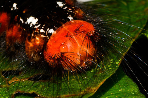 Red hairy caterpillar - head, La Isla Escondida, Colombia Found during a night tour. About 5-7cm in length, black body with red highlights near each leg, all-red face. Long black hairs all over the body and face, with white tufts at the two pairs of front legs and the hinds legs.
https://www.jungledragon.com/image/71508/red_hairy_caterpillar_la_isla_escondida_colombia.html Colombia,Colombia 2018,Colombia South,La Isla Escondida,Putumayo,South America,World