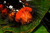 Red hairy caterpillar - head, La Isla Escondida, Colombia Found during a night tour. About 5-7cm in length, black body with red highlights near each leg, all-red face. Long black hairs all over the body and face, with white tufts at the two pairs of front legs and the hinds legs.<br />
https://www.jungledragon.com/image/71508/red_hairy_caterpillar_la_isla_escondida_colombia.html Colombia,Colombia 2018,Colombia South,La Isla Escondida,Putumayo,South America,World