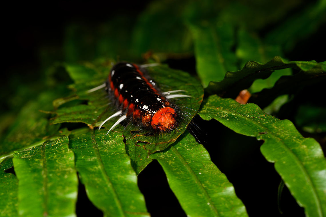 Red hairy caterpillar, La Isla Escondida, Colombia Found during a night tour. About 5-7cm in length, black body with red highlights near each leg, all-red face. Long black hairs all over the body and face, with white tufts at the two pairs of front legs and the hinds legs.<br />
<figure class="photo"><a href="https://www.jungledragon.com/image/71507/red_hairy_caterpillar_-_head_la_isla_escondida_colombia.html" title="Red hairy caterpillar - head, La Isla Escondida, Colombia"><img src="https://s3.amazonaws.com/media.jungledragon.com/images/2/71507_thumb.jpg?AWSAccessKeyId=05GMT0V3GWVNE7GGM1R2&Expires=1759968010&Signature=8Gg%2BbjFNgjFFMcc1rDcO1jtRsU0%3D" width="200" height="134" alt="Red hairy caterpillar - head, La Isla Escondida, Colombia Found during a night tour. About 5-7cm in length, black body with red highlights near each leg, all-red face. Long black hairs all over the body and face, with white tufts at the two pairs of front legs and the hinds legs.<br />
https://www.jungledragon.com/image/71508/red_hairy_caterpillar_la_isla_escondida_colombia.html Colombia,Colombia 2018,Colombia South,La Isla Escondida,Putumayo,South America,World" /></a></figure> Colombia,Colombia 2018,Colombia South,La Isla Escondida,Putumayo,South America,World