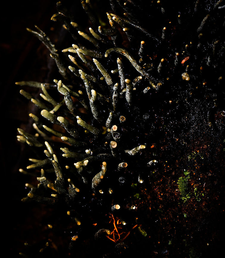 Dead man's fingers at night, La Isla Escondida, Colombia Creepy caption :) Colombia,Colombia 2018,Colombia South,La Isla Escondida,Putumayo,South America,World