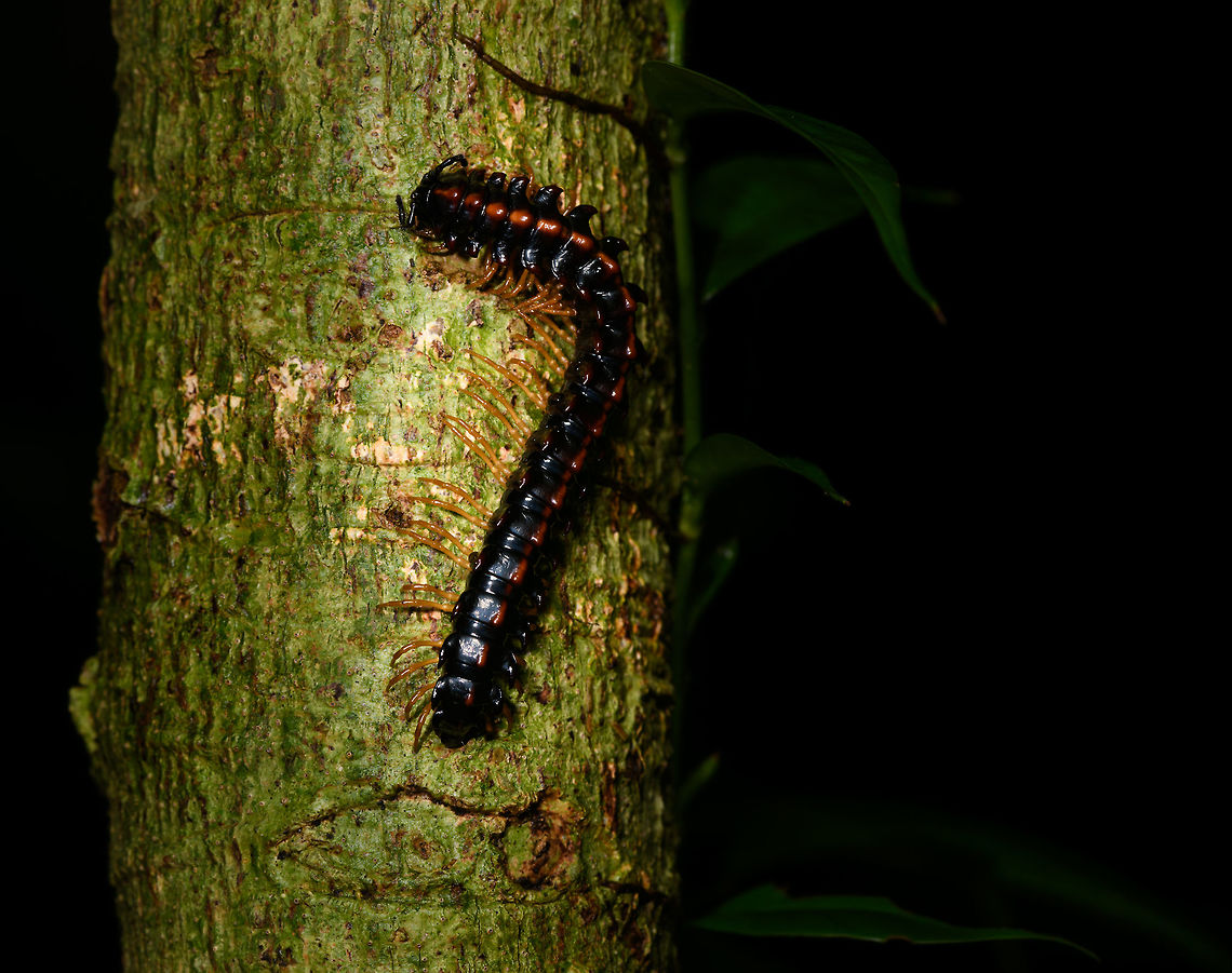 Black/red millipede at night, La Isla Escondida, Colombia  Colombia,Colombia 2018,Colombia South,La Isla Escondida,Putumayo,South America,World
