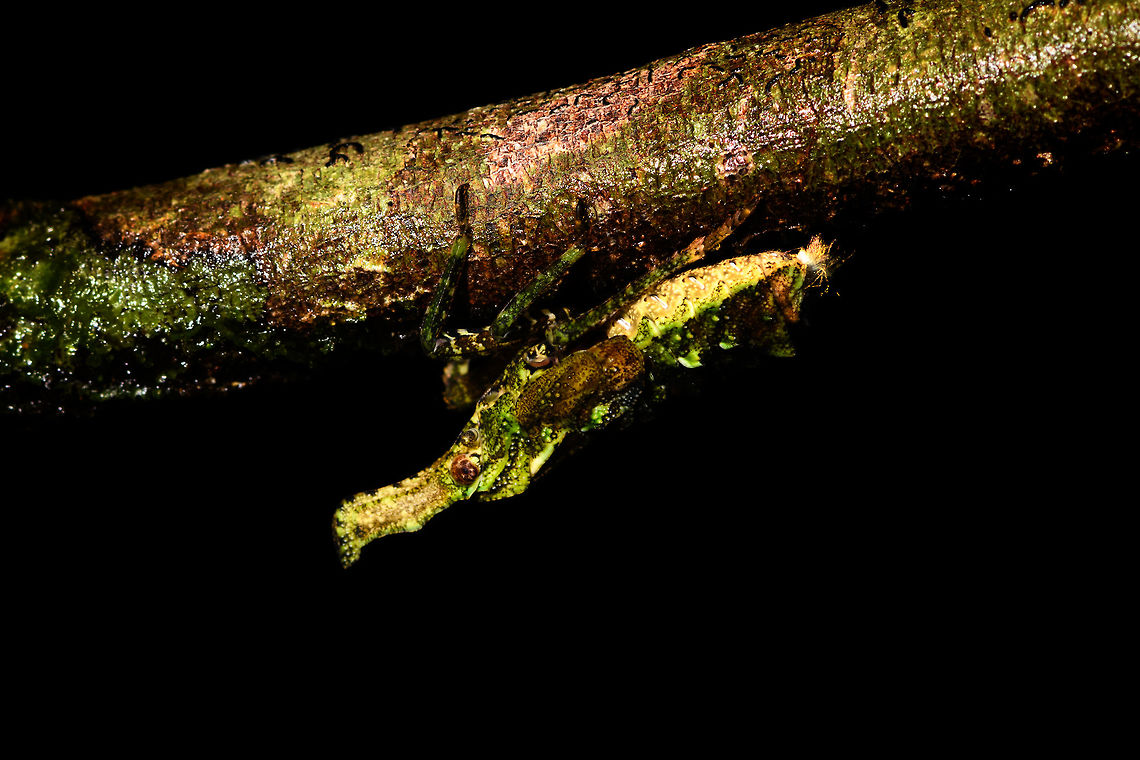 Lanternbug (?) at night - side view, La Isla Escondida, Colombia I&#039;m not entirely sure what this is, my theory for now is a lanternbug, possibly a juvenile. The confusing part is that I&#039;m seeing plates on the back, not wings.<br />
<figure class="photo"><a href="https://www.jungledragon.com/image/71512/lanternbug_at_night_la_isla_escondida_colombia.html" title="Lanternbug (?) at night, La Isla Escondida, Colombia"><img src="https://s3.amazonaws.com/media.jungledragon.com/images/2/71512_thumb.jpg?AWSAccessKeyId=05GMT0V3GWVNE7GGM1R2&Expires=1759968010&Signature=3LSsPJYm0speIAlHwDsAQfz%2BeT0%3D" width="108" height="152" alt="Lanternbug (?) at night, La Isla Escondida, Colombia I&#039;m not entirely sure what this is, my theory for now is a lanternbug, possibly a juvenile. The confusing part is that I&#039;m seeing plates on the back, not wings.<br />
https://www.jungledragon.com/image/71511/lanternbug_at_night_-_side_view_la_isla_escondida_colombia.html Colombia,Colombia 2018,Colombia South,La Isla Escondida,Putumayo,South America,World" /></a></figure> Colombia,Colombia 2018,Colombia South,La Isla Escondida,Putumayo,South America,World
