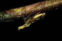 Lanternbug (?) at night - side view, La Isla Escondida, Colombia I'm not entirely sure what this is, my theory for now is a lanternbug, possibly a juvenile. The confusing part is that I'm seeing plates on the back, not wings.<br />
https://www.jungledragon.com/image/71512/lanternbug_at_night_la_isla_escondida_colombia.html Colombia,Colombia 2018,Colombia South,La Isla Escondida,Putumayo,South America,World