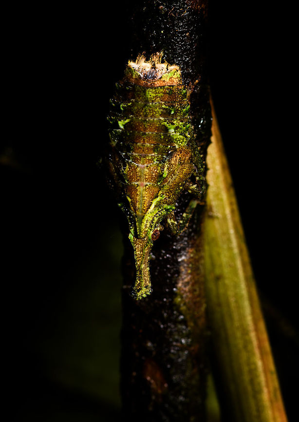 Lanternbug (?) at night, La Isla Escondida, Colombia I&#039;m not entirely sure what this is, my theory for now is a lanternbug, possibly a juvenile. The confusing part is that I&#039;m seeing plates on the back, not wings.<br />
<figure class="photo"><a href="https://www.jungledragon.com/image/71511/lanternbug_at_night_-_side_view_la_isla_escondida_colombia.html" title="Lanternbug (?) at night - side view, La Isla Escondida, Colombia"><img src="https://s3.amazonaws.com/media.jungledragon.com/images/2/71511_thumb.jpg?AWSAccessKeyId=05GMT0V3GWVNE7GGM1R2&Expires=1759968010&Signature=LRuU9AN3AH2GLowidSHITfFdl90%3D" width="200" height="134" alt="Lanternbug (?) at night - side view, La Isla Escondida, Colombia I&#039;m not entirely sure what this is, my theory for now is a lanternbug, possibly a juvenile. The confusing part is that I&#039;m seeing plates on the back, not wings.<br />
https://www.jungledragon.com/image/71512/lanternbug_at_night_la_isla_escondida_colombia.html Colombia,Colombia 2018,Colombia South,La Isla Escondida,Putumayo,South America,World" /></a></figure> Colombia,Colombia 2018,Colombia South,La Isla Escondida,Putumayo,South America,World