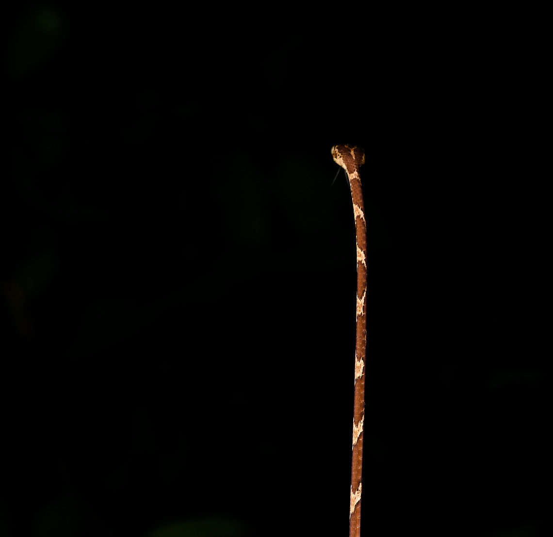 Blunt-headed Tree Snake - rising, La Isla Escondida, Colombia Another meeting with this amazing lizard hunter. The Blunt-headed Tree Snake is very thin and lengthy yet extremely strong and flexible. It masters gravity as if it does not apply and can span meters in mid-air without any support basis. It's using this method that it can pick sleeping lizards from a tree. By not touching  the tree itself, the lizard is never alerted. <br />
<figure class="photo"><a href="https://www.jungledragon.com/image/71516/blunt-headed_tree_snake_-_stretching_la_isla_escondida_colombia.html" title="Blunt-headed Tree Snake - stretching, La Isla Escondida, Colombia"><img src="https://s3.amazonaws.com/media.jungledragon.com/images/2/71516_thumb.jpg?AWSAccessKeyId=05GMT0V3GWVNE7GGM1R2&Expires=1769040010&Signature=VoeIDJCSgMSpDyaJ%2FacZ6vNI86Y%3D" width="200" height="134" alt="Blunt-headed Tree Snake - stretching, La Isla Escondida, Colombia Another meeting with this amazing lizard hunter. The Blunt-headed Tree Snake is very thin and lengthy yet extremely strong and flexible. It masters gravity as if it does not apply and can span meters in mid-air without any support basis. It's using this method that it can pick sleeping lizards from a tree. By not touching  the tree itself, the lizard is never alerted. <br />
https://www.jungledragon.com/image/71515/blunt-headed_tree_snake_-_curving_la_isla_escondida_colombia.html<br />
https://www.jungledragon.com/image/71514/blunt-headed_tree_snake_-_head_la_isla_escondida_colombia.html<br />
https://www.jungledragon.com/image/71513/blunt-headed_tree_snake_-_rising_la_isla_escondida_colombia.html Colombia,Colombia 2018,Colombia South,Common Blunt-headed Tree Snake,Imantodes cenchoa,La Isla Escondida,Putumayo,South America,World" /></a></figure><br />
<figure class="photo"><a href="https://www.jungledragon.com/image/71515/blunt-headed_tree_snake_-_curving_la_isla_escondida_colombia.html" title="Blunt-headed Tree Snake - curving, La Isla Escondida, Colombia"><img src="https://s3.amazonaws.com/media.jungledragon.com/images/2/71515_thumb.jpg?AWSAccessKeyId=05GMT0V3GWVNE7GGM1R2&Expires=1769040010&Signature=SSQY4%2FAS1A7mjNhgDj8hPT3P7P8%3D" width="200" height="122" alt="Blunt-headed Tree Snake - curving, La Isla Escondida, Colombia Another meeting with this amazing lizard hunter. The Blunt-headed Tree Snake is very thin and lengthy yet extremely strong and flexible. It masters gravity as if it does not apply and can span meters in mid-air without any support basis. It's using this method that it can pick sleeping lizards from a tree. By not touching  the tree itself, the lizard is never alerted. <br />
https://www.jungledragon.com/image/71516/blunt-headed_tree_snake_-_stretching_la_isla_escondida_colombia.html<br />
https://www.jungledragon.com/image/71514/blunt-headed_tree_snake_-_head_la_isla_escondida_colombia.html<br />
https://www.jungledragon.com/image/71513/blunt-headed_tree_snake_-_rising_la_isla_escondida_colombia.html Colombia,Colombia 2018,Colombia South,Common Blunt-headed Tree Snake,Imantodes cenchoa,La Isla Escondida,Putumayo,South America,World" /></a></figure><br />
<figure class="photo"><a href="https://www.jungledragon.com/image/71514/blunt-headed_tree_snake_-_head_la_isla_escondida_colombia.html" title="Blunt-headed Tree Snake - head, La Isla Escondida, Colombia"><img src="https://s3.amazonaws.com/media.jungledragon.com/images/2/71514_thumb.jpg?AWSAccessKeyId=05GMT0V3GWVNE7GGM1R2&Expires=1769040010&Signature=wP5QgbalDMSCxYONjvSbvSHiKP8%3D" width="200" height="168" alt="Blunt-headed Tree Snake - head, La Isla Escondida, Colombia Another meeting with this amazing lizard hunter. The Blunt-headed Tree Snake is very thin and lengthy yet extremely strong and flexible. It masters gravity as if it does not apply and can span meters in mid-air without any support basis. It's using this method that it can pick sleeping lizards from a tree. By not touching  the tree itself, the lizard is never alerted. <br />
https://www.jungledragon.com/image/71516/blunt-headed_tree_snake_-_stretching_la_isla_escondida_colombia.html<br />
https://www.jungledragon.com/image/71515/blunt-headed_tree_snake_-_curving_la_isla_escondida_colombia.html<br />
https://www.jungledragon.com/image/71513/blunt-headed_tree_snake_-_rising_la_isla_escondida_colombia.html Colombia,Colombia 2018,Colombia South,Common Blunt-headed Tree Snake,Imantodes cenchoa,La Isla Escondida,Putumayo,South America,World" /></a></figure> Colombia,Colombia 2018,Colombia South,Common Blunt-headed Tree Snake,Imantodes cenchoa,La Isla Escondida,Putumayo,South America,World