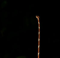 Blunt-headed Tree Snake - rising, La Isla Escondida, Colombia Another meeting with this amazing lizard hunter. The Blunt-headed Tree Snake is very thin and lengthy yet extremely strong and flexible. It masters gravity as if it does not apply and can span meters in mid-air without any support basis. It's using this method that it can pick sleeping lizards from a tree. By not touching  the tree itself, the lizard is never alerted. <br />
https://www.jungledragon.com/image/71516/blunt-headed_tree_snake_-_stretching_la_isla_escondida_colombia.html<br />
https://www.jungledragon.com/image/71515/blunt-headed_tree_snake_-_curving_la_isla_escondida_colombia.html<br />
https://www.jungledragon.com/image/71514/blunt-headed_tree_snake_-_head_la_isla_escondida_colombia.html Colombia,Colombia 2018,Colombia South,Common Blunt-headed Tree Snake,Imantodes cenchoa,La Isla Escondida,Putumayo,South America,World