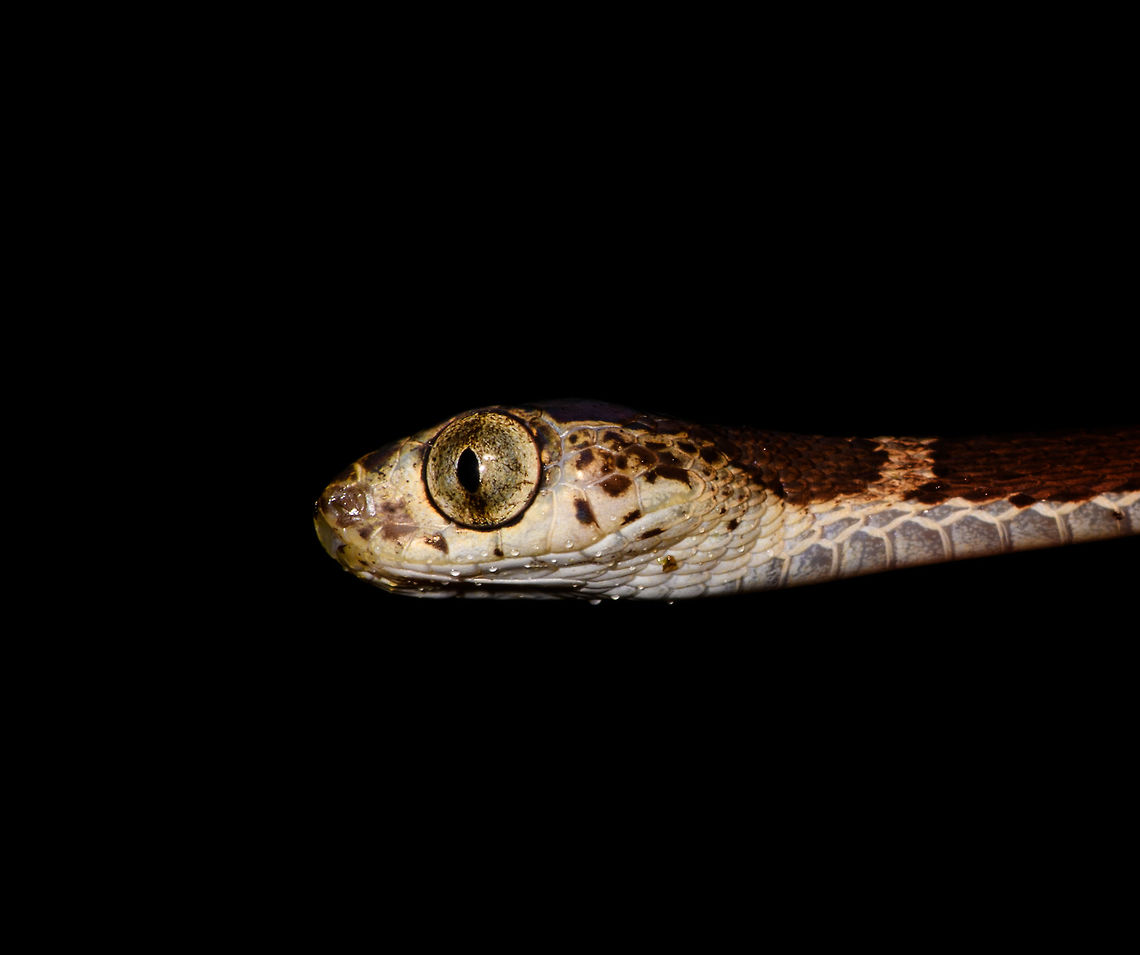 Blunt-headed Tree Snake - head, La Isla Escondida, Colombia Another meeting with this amazing lizard hunter. The Blunt-headed Tree Snake is very thin and lengthy yet extremely strong and flexible. It masters gravity as if it does not apply and can span meters in mid-air without any support basis. It's using this method that it can pick sleeping lizards from a tree. By not touching  the tree itself, the lizard is never alerted. <br />
<figure class="photo"><a href="https://www.jungledragon.com/image/71516/blunt-headed_tree_snake_-_stretching_la_isla_escondida_colombia.html" title="Blunt-headed Tree Snake - stretching, La Isla Escondida, Colombia"><img src="https://s3.amazonaws.com/media.jungledragon.com/images/2/71516_thumb.jpg?AWSAccessKeyId=05GMT0V3GWVNE7GGM1R2&Expires=1769040010&Signature=VoeIDJCSgMSpDyaJ%2FacZ6vNI86Y%3D" width="200" height="134" alt="Blunt-headed Tree Snake - stretching, La Isla Escondida, Colombia Another meeting with this amazing lizard hunter. The Blunt-headed Tree Snake is very thin and lengthy yet extremely strong and flexible. It masters gravity as if it does not apply and can span meters in mid-air without any support basis. It's using this method that it can pick sleeping lizards from a tree. By not touching  the tree itself, the lizard is never alerted. <br />
https://www.jungledragon.com/image/71515/blunt-headed_tree_snake_-_curving_la_isla_escondida_colombia.html<br />
https://www.jungledragon.com/image/71514/blunt-headed_tree_snake_-_head_la_isla_escondida_colombia.html<br />
https://www.jungledragon.com/image/71513/blunt-headed_tree_snake_-_rising_la_isla_escondida_colombia.html Colombia,Colombia 2018,Colombia South,Common Blunt-headed Tree Snake,Imantodes cenchoa,La Isla Escondida,Putumayo,South America,World" /></a></figure><br />
<figure class="photo"><a href="https://www.jungledragon.com/image/71515/blunt-headed_tree_snake_-_curving_la_isla_escondida_colombia.html" title="Blunt-headed Tree Snake - curving, La Isla Escondida, Colombia"><img src="https://s3.amazonaws.com/media.jungledragon.com/images/2/71515_thumb.jpg?AWSAccessKeyId=05GMT0V3GWVNE7GGM1R2&Expires=1769040010&Signature=SSQY4%2FAS1A7mjNhgDj8hPT3P7P8%3D" width="200" height="122" alt="Blunt-headed Tree Snake - curving, La Isla Escondida, Colombia Another meeting with this amazing lizard hunter. The Blunt-headed Tree Snake is very thin and lengthy yet extremely strong and flexible. It masters gravity as if it does not apply and can span meters in mid-air without any support basis. It's using this method that it can pick sleeping lizards from a tree. By not touching  the tree itself, the lizard is never alerted. <br />
https://www.jungledragon.com/image/71516/blunt-headed_tree_snake_-_stretching_la_isla_escondida_colombia.html<br />
https://www.jungledragon.com/image/71514/blunt-headed_tree_snake_-_head_la_isla_escondida_colombia.html<br />
https://www.jungledragon.com/image/71513/blunt-headed_tree_snake_-_rising_la_isla_escondida_colombia.html Colombia,Colombia 2018,Colombia South,Common Blunt-headed Tree Snake,Imantodes cenchoa,La Isla Escondida,Putumayo,South America,World" /></a></figure><br />
<figure class="photo"><a href="https://www.jungledragon.com/image/71513/blunt-headed_tree_snake_-_rising_la_isla_escondida_colombia.html" title="Blunt-headed Tree Snake - rising, La Isla Escondida, Colombia"><img src="https://s3.amazonaws.com/media.jungledragon.com/images/2/71513_thumb.jpg?AWSAccessKeyId=05GMT0V3GWVNE7GGM1R2&Expires=1769040010&Signature=Ld5DkYUEYPmE8qGuCr2j47iBn3o%3D" width="200" height="196" alt="Blunt-headed Tree Snake - rising, La Isla Escondida, Colombia Another meeting with this amazing lizard hunter. The Blunt-headed Tree Snake is very thin and lengthy yet extremely strong and flexible. It masters gravity as if it does not apply and can span meters in mid-air without any support basis. It's using this method that it can pick sleeping lizards from a tree. By not touching  the tree itself, the lizard is never alerted. <br />
https://www.jungledragon.com/image/71516/blunt-headed_tree_snake_-_stretching_la_isla_escondida_colombia.html<br />
https://www.jungledragon.com/image/71515/blunt-headed_tree_snake_-_curving_la_isla_escondida_colombia.html<br />
https://www.jungledragon.com/image/71514/blunt-headed_tree_snake_-_head_la_isla_escondida_colombia.html Colombia,Colombia 2018,Colombia South,Common Blunt-headed Tree Snake,Imantodes cenchoa,La Isla Escondida,Putumayo,South America,World" /></a></figure> Colombia,Colombia 2018,Colombia South,Common Blunt-headed Tree Snake,Imantodes cenchoa,La Isla Escondida,Putumayo,South America,World