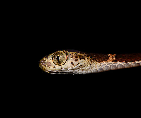 Blunt-headed Tree Snake - head, La Isla Escondida, Colombia Another meeting with this amazing lizard hunter. The Blunt-headed Tree Snake is very thin and lengthy yet extremely strong and flexible. It masters gravity as if it does not apply and can span meters in mid-air without any support basis. It's using this method that it can pick sleeping lizards from a tree. By not touching  the tree itself, the lizard is never alerted. 
https://www.jungledragon.com/image/71516/blunt-headed_tree_snake_-_stretching_la_isla_escondida_colombia.html
https://www.jungledragon.com/image/71515/blunt-headed_tree_snake_-_curving_la_isla_escondida_colombia.html
https://www.jungledragon.com/image/71513/blunt-headed_tree_snake_-_rising_la_isla_escondida_colombia.html Colombia,Colombia 2018,Colombia South,Common Blunt-headed Tree Snake,Imantodes cenchoa,La Isla Escondida,Putumayo,South America,World