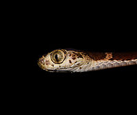Blunt-headed Tree Snake - head, La Isla Escondida, Colombia Another meeting with this amazing lizard hunter. The Blunt-headed Tree Snake is very thin and lengthy yet extremely strong and flexible. It masters gravity as if it does not apply and can span meters in mid-air without any support basis. It's using this method that it can pick sleeping lizards from a tree. By not touching  the tree itself, the lizard is never alerted. <br />
https://www.jungledragon.com/image/71516/blunt-headed_tree_snake_-_stretching_la_isla_escondida_colombia.html<br />
https://www.jungledragon.com/image/71515/blunt-headed_tree_snake_-_curving_la_isla_escondida_colombia.html<br />
https://www.jungledragon.com/image/71513/blunt-headed_tree_snake_-_rising_la_isla_escondida_colombia.html Colombia,Colombia 2018,Colombia South,Common Blunt-headed Tree Snake,Imantodes cenchoa,La Isla Escondida,Putumayo,South America,World