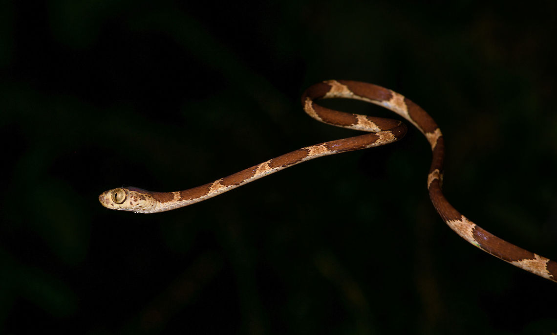 Blunt-headed Tree Snake - curving, La Isla Escondida, Colombia Another meeting with this amazing lizard hunter. The Blunt-headed Tree Snake is very thin and lengthy yet extremely strong and flexible. It masters gravity as if it does not apply and can span meters in mid-air without any support basis. It's using this method that it can pick sleeping lizards from a tree. By not touching  the tree itself, the lizard is never alerted. <br />
<figure class="photo"><a href="https://www.jungledragon.com/image/71516/blunt-headed_tree_snake_-_stretching_la_isla_escondida_colombia.html" title="Blunt-headed Tree Snake - stretching, La Isla Escondida, Colombia"><img src="https://s3.amazonaws.com/media.jungledragon.com/images/2/71516_thumb.jpg?AWSAccessKeyId=05GMT0V3GWVNE7GGM1R2&Expires=1770854410&Signature=u2Mx23ypnaHo%2B6v9mJxevYsKoKo%3D" width="200" height="134" alt="Blunt-headed Tree Snake - stretching, La Isla Escondida, Colombia Another meeting with this amazing lizard hunter. The Blunt-headed Tree Snake is very thin and lengthy yet extremely strong and flexible. It masters gravity as if it does not apply and can span meters in mid-air without any support basis. It's using this method that it can pick sleeping lizards from a tree. By not touching  the tree itself, the lizard is never alerted. <br />
https://www.jungledragon.com/image/71515/blunt-headed_tree_snake_-_curving_la_isla_escondida_colombia.html<br />
https://www.jungledragon.com/image/71514/blunt-headed_tree_snake_-_head_la_isla_escondida_colombia.html<br />
https://www.jungledragon.com/image/71513/blunt-headed_tree_snake_-_rising_la_isla_escondida_colombia.html Colombia,Colombia 2018,Colombia South,Common Blunt-headed Tree Snake,Imantodes cenchoa,La Isla Escondida,Putumayo,South America,World" /></a></figure><br />
<figure class="photo"><a href="https://www.jungledragon.com/image/71514/blunt-headed_tree_snake_-_head_la_isla_escondida_colombia.html" title="Blunt-headed Tree Snake - head, La Isla Escondida, Colombia"><img src="https://s3.amazonaws.com/media.jungledragon.com/images/2/71514_thumb.jpg?AWSAccessKeyId=05GMT0V3GWVNE7GGM1R2&Expires=1770854410&Signature=TnREbLARS2%2BbGeMqdDUqOzKEvJg%3D" width="200" height="168" alt="Blunt-headed Tree Snake - head, La Isla Escondida, Colombia Another meeting with this amazing lizard hunter. The Blunt-headed Tree Snake is very thin and lengthy yet extremely strong and flexible. It masters gravity as if it does not apply and can span meters in mid-air without any support basis. It's using this method that it can pick sleeping lizards from a tree. By not touching  the tree itself, the lizard is never alerted. <br />
https://www.jungledragon.com/image/71516/blunt-headed_tree_snake_-_stretching_la_isla_escondida_colombia.html<br />
https://www.jungledragon.com/image/71515/blunt-headed_tree_snake_-_curving_la_isla_escondida_colombia.html<br />
https://www.jungledragon.com/image/71513/blunt-headed_tree_snake_-_rising_la_isla_escondida_colombia.html Colombia,Colombia 2018,Colombia South,Common Blunt-headed Tree Snake,Imantodes cenchoa,La Isla Escondida,Putumayo,South America,World" /></a></figure><br />
<figure class="photo"><a href="https://www.jungledragon.com/image/71513/blunt-headed_tree_snake_-_rising_la_isla_escondida_colombia.html" title="Blunt-headed Tree Snake - rising, La Isla Escondida, Colombia"><img src="https://s3.amazonaws.com/media.jungledragon.com/images/2/71513_thumb.jpg?AWSAccessKeyId=05GMT0V3GWVNE7GGM1R2&Expires=1770854410&Signature=iHG%2Fb7UhM67OT%2Fag%2B84dcd7fjes%3D" width="200" height="196" alt="Blunt-headed Tree Snake - rising, La Isla Escondida, Colombia Another meeting with this amazing lizard hunter. The Blunt-headed Tree Snake is very thin and lengthy yet extremely strong and flexible. It masters gravity as if it does not apply and can span meters in mid-air without any support basis. It's using this method that it can pick sleeping lizards from a tree. By not touching  the tree itself, the lizard is never alerted. <br />
https://www.jungledragon.com/image/71516/blunt-headed_tree_snake_-_stretching_la_isla_escondida_colombia.html<br />
https://www.jungledragon.com/image/71515/blunt-headed_tree_snake_-_curving_la_isla_escondida_colombia.html<br />
https://www.jungledragon.com/image/71514/blunt-headed_tree_snake_-_head_la_isla_escondida_colombia.html Colombia,Colombia 2018,Colombia South,Common Blunt-headed Tree Snake,Imantodes cenchoa,La Isla Escondida,Putumayo,South America,World" /></a></figure> Colombia,Colombia 2018,Colombia South,Common Blunt-headed Tree Snake,Imantodes cenchoa,La Isla Escondida,Putumayo,South America,World