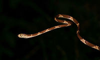 Blunt-headed Tree Snake - curving, La Isla Escondida, Colombia Another meeting with this amazing lizard hunter. The Blunt-headed Tree Snake is very thin and lengthy yet extremely strong and flexible. It masters gravity as if it does not apply and can span meters in mid-air without any support basis. It's using this method that it can pick sleeping lizards from a tree. By not touching  the tree itself, the lizard is never alerted. <br />
https://www.jungledragon.com/image/71516/blunt-headed_tree_snake_-_stretching_la_isla_escondida_colombia.html<br />
https://www.jungledragon.com/image/71514/blunt-headed_tree_snake_-_head_la_isla_escondida_colombia.html<br />
https://www.jungledragon.com/image/71513/blunt-headed_tree_snake_-_rising_la_isla_escondida_colombia.html Colombia,Colombia 2018,Colombia South,Common Blunt-headed Tree Snake,Imantodes cenchoa,La Isla Escondida,Putumayo,South America,World