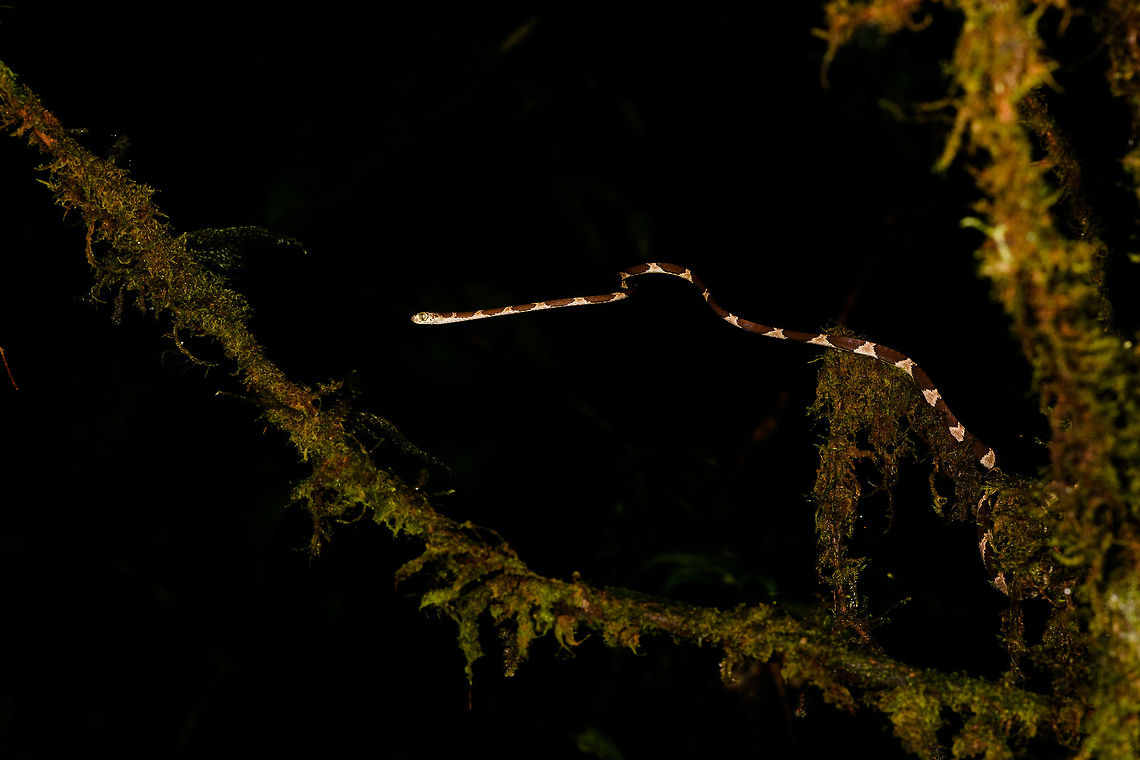 Blunt-headed Tree Snake - stretching, La Isla Escondida, Colombia Another meeting with this amazing lizard hunter. The Blunt-headed Tree Snake is very thin and lengthy yet extremely strong and flexible. It masters gravity as if it does not apply and can span meters in mid-air without any support basis. It's using this method that it can pick sleeping lizards from a tree. By not touching the tree itself, the lizard is never alerted. <br />
<figure class="photo"><a href="https://www.jungledragon.com/image/71515/blunt-headed_tree_snake_-_curving_la_isla_escondida_colombia.html" title="Blunt-headed Tree Snake - curving, La Isla Escondida, Colombia"><img src="https://s3.amazonaws.com/media.jungledragon.com/images/2/71515_thumb.jpg?AWSAccessKeyId=05GMT0V3GWVNE7GGM1R2&Expires=1759968010&Signature=i77G5YjKl6aiTN%2BISNoXG13zKes%3D" width="200" height="122" alt="Blunt-headed Tree Snake - curving, La Isla Escondida, Colombia Another meeting with this amazing lizard hunter. The Blunt-headed Tree Snake is very thin and lengthy yet extremely strong and flexible. It masters gravity as if it does not apply and can span meters in mid-air without any support basis. It's using this method that it can pick sleeping lizards from a tree. By not touching the tree itself, the lizard is never alerted. <br />
https://www.jungledragon.com/image/71516/blunt-headed_tree_snake_-_stretching_la_isla_escondida_colombia.html<br />
https://www.jungledragon.com/image/71514/blunt-headed_tree_snake_-_head_la_isla_escondida_colombia.html<br />
https://www.jungledragon.com/image/71513/blunt-headed_tree_snake_-_rising_la_isla_escondida_colombia.html Colombia,Colombia 2018,Colombia South,Common Blunt-headed Tree Snake,Imantodes cenchoa,La Isla Escondida,Putumayo,South America,World" /></a></figure><br />
<figure class="photo"><a href="https://www.jungledragon.com/image/71514/blunt-headed_tree_snake_-_head_la_isla_escondida_colombia.html" title="Blunt-headed Tree Snake - head, La Isla Escondida, Colombia"><img src="https://s3.amazonaws.com/media.jungledragon.com/images/2/71514_thumb.jpg?AWSAccessKeyId=05GMT0V3GWVNE7GGM1R2&Expires=1759968010&Signature=qoFt9fMwENOshLO81n9n394qHAM%3D" width="200" height="168" alt="Blunt-headed Tree Snake - head, La Isla Escondida, Colombia Another meeting with this amazing lizard hunter. The Blunt-headed Tree Snake is very thin and lengthy yet extremely strong and flexible. It masters gravity as if it does not apply and can span meters in mid-air without any support basis. It's using this method that it can pick sleeping lizards from a tree. By not touching the tree itself, the lizard is never alerted. <br />
https://www.jungledragon.com/image/71516/blunt-headed_tree_snake_-_stretching_la_isla_escondida_colombia.html<br />
https://www.jungledragon.com/image/71515/blunt-headed_tree_snake_-_curving_la_isla_escondida_colombia.html<br />
https://www.jungledragon.com/image/71513/blunt-headed_tree_snake_-_rising_la_isla_escondida_colombia.html Colombia,Colombia 2018,Colombia South,Common Blunt-headed Tree Snake,Imantodes cenchoa,La Isla Escondida,Putumayo,South America,World" /></a></figure><br />
<figure class="photo"><a href="https://www.jungledragon.com/image/71513/blunt-headed_tree_snake_-_rising_la_isla_escondida_colombia.html" title="Blunt-headed Tree Snake - rising, La Isla Escondida, Colombia"><img src="https://s3.amazonaws.com/media.jungledragon.com/images/2/71513_thumb.jpg?AWSAccessKeyId=05GMT0V3GWVNE7GGM1R2&Expires=1759968010&Signature=djYu7uDWgLqq3sifamKuaJV8rJ8%3D" width="200" height="196" alt="Blunt-headed Tree Snake - rising, La Isla Escondida, Colombia Another meeting with this amazing lizard hunter. The Blunt-headed Tree Snake is very thin and lengthy yet extremely strong and flexible. It masters gravity as if it does not apply and can span meters in mid-air without any support basis. It's using this method that it can pick sleeping lizards from a tree. By not touching the tree itself, the lizard is never alerted. <br />
https://www.jungledragon.com/image/71516/blunt-headed_tree_snake_-_stretching_la_isla_escondida_colombia.html<br />
https://www.jungledragon.com/image/71515/blunt-headed_tree_snake_-_curving_la_isla_escondida_colombia.html<br />
https://www.jungledragon.com/image/71514/blunt-headed_tree_snake_-_head_la_isla_escondida_colombia.html Colombia,Colombia 2018,Colombia South,Common Blunt-headed Tree Snake,Imantodes cenchoa,La Isla Escondida,Putumayo,South America,World" /></a></figure> Colombia,Colombia 2018,Colombia South,Common Blunt-headed Tree Snake,Imantodes cenchoa,La Isla Escondida,Putumayo,South America,World
