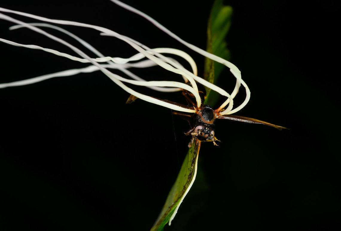 Cordyceps saussurei, La Isla Escondida, Colombia As if this night tour didn't have enough highlights already, here comes one that opened a new world to us: cordyceps. We've once saw in a documentary a creepy fungus infecting an ant, controlling it like a zombie, and ultimately killing it. Here was our first meeting with one such species of Cordyceps, where there's about 400 in total.<br />
<br />
This little wasp was infected and killed by the very lengthy fruiting body of a cordyceps. The species ID is tentative, based on the target (wasp), appearance of the cordyceps, and fruiting body. Reference:<br />
<a href="https://www.inaturalist.org/observations/2720779" rel="nofollow">https://www.inaturalist.org/observations/2720779</a><br />
<a href="https://www.flickr.com/photos/rainforests/31967115218/" rel="nofollow">https://www.flickr.com/photos/rainforests/31967115218/</a><br />
<br />
If this assessment is correct, note that Cordyceps saussurei is also called Hirsutella saussurei. Yet Hirsutella saussurei is considered part of Cordyceps in their sexually productive stage. <br />
<br />
<figure class="photo"><a href="https://www.jungledragon.com/image/71519/cordyceps_saussurei_-_side_view_la_isla_escondida_colombia.html" title="Cordyceps saussurei - side view, La Isla Escondida, Colombia"><img src="https://s3.amazonaws.com/media.jungledragon.com/images/2/71519_thumb.jpg?AWSAccessKeyId=05GMT0V3GWVNE7GGM1R2&Expires=1769040010&Signature=%2BFxzHJbPtCVTS9XpjRT5Ol7Fkn4%3D" width="148" height="152" alt="Cordyceps saussurei - side view, La Isla Escondida, Colombia As if this night tour didn't have enough highlights already, here comes one that opened a new world to us: cordyceps. We've once saw in a documentary a creepy fungus infecting an ant, controlling it like a zombie, and ultimately killing it. Here was our first meeting with one such species of Cordyceps, where there's about 400 in total.<br />
<br />
This little wasp was infected and killed by the very lengthy fruiting body of a cordyceps. The species ID is tentative, based on the target (wasp), appearance of the cordyceps, and fruiting body. Reference:<br />
https://www.inaturalist.org/observations/2720779<br />
https://www.flickr.com/photos/rainforests/31967115218/<br />
<br />
If this assessment is correct, note that Cordyceps saussurei is also called Hirsutella saussurei. Yet Hirsutella saussurei is considered part of Cordyceps in their sexually productive stage. <br />
<br />
https://www.jungledragon.com/image/71518/cordyceps_saussurei_la_isla_escondida_colombia.html<br />
https://www.jungledragon.com/image/71520/cordyceps_saussurei_-_side_view_ii_la_isla_escondida_colombia.html Colombia,Colombia 2018,Colombia South,Cordyceps saussurei,La Isla Escondida,Putumayo,South America,World" /></a></figure><br />
<figure class="photo"><a href="https://www.jungledragon.com/image/71520/cordyceps_saussurei_-_side_view_ii_la_isla_escondida_colombia.html" title="Cordyceps saussurei - side view II, La Isla Escondida, Colombia"><img src="https://s3.amazonaws.com/media.jungledragon.com/images/2/71520_thumb.jpg?AWSAccessKeyId=05GMT0V3GWVNE7GGM1R2&Expires=1769040010&Signature=fkP8txy25WYsJeTZvxVscDdDEcY%3D" width="146" height="152" alt="Cordyceps saussurei - side view II, La Isla Escondida, Colombia As if this night tour didn't have enough highlights already, here comes one that opened a new world to us: cordyceps. We've once saw in a documentary a creepy fungus infecting an ant, controlling it like a zombie, and ultimately killing it. Here was our first meeting with one such species of Cordyceps, where there's about 400 in total.<br />
<br />
This little wasp was infected and killed by the very lengthy fruiting body of a cordyceps. The species ID is tentative, based on the target (wasp), appearance of the cordyceps, and fruiting body. Reference:<br />
https://www.inaturalist.org/observations/2720779<br />
https://www.flickr.com/photos/rainforests/31967115218/<br />
<br />
If this assessment is correct, note that Cordyceps saussurei is also called Hirsutella saussurei. Yet Hirsutella saussurei is considered part of Cordyceps in their sexually productive stage. <br />
<br />
<br />
https://www.jungledragon.com/image/71518/cordyceps_saussurei_la_isla_escondida_colombia.html<br />
https://www.jungledragon.com/image/71519/cordyceps_saussurei_-_side_view_la_isla_escondida_colombia.html Colombia,Colombia 2018,Colombia South,Cordyceps saussurei,La Isla Escondida,Putumayo,South America,World" /></a></figure> Colombia,Colombia 2018,Colombia South,Cordyceps saussurei,La Isla Escondida,Putumayo,South America,World
