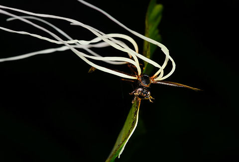 Cordyceps saussurei, La Isla Escondida, Colombia As if this night tour didn't have enough highlights already, here comes one that opened a new world to us: cordyceps. We've once saw in a documentary a creepy fungus infecting an ant, controlling it like a zombie, and ultimately killing it. Here was our first meeting with one such species of Cordyceps, where there's about 400 in total.
This little wasp was infected and killed by the very lengthy fruiting body of a cordyceps. The species ID is tentative, based on the target (wasp), appearance of the cordyceps, and fruiting body. Reference:
https://www.inaturalist.org/observations/2720779
https://www.flickr.com/photos/rainforests/31967115218/
If this assessment is correct, note that Cordyceps saussurei is also called Hirsutella saussurei. Yet Hirsutella saussurei is considered part of Cordyceps in their sexually productive stage. 
https://www.jungledragon.com/image/71519/cordyceps_saussurei_-_side_view_la_isla_escondida_colombia.html
https://www.jungledragon.com/image/71520/cordyceps_saussurei_-_side_view_ii_la_isla_escondida_colombia.html Colombia,Colombia 2018,Colombia South,Cordyceps saussurei,La Isla Escondida,Putumayo,South America,World