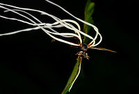Cordyceps saussurei, La Isla Escondida, Colombia As if this night tour didn't have enough highlights already, here comes one that opened a new world to us: cordyceps. We've once saw in a documentary a creepy fungus infecting an ant, controlling it like a zombie, and ultimately killing it. Here was our first meeting with one such species of Cordyceps, where there's about 400 in total.<br />
<br />
This little wasp was infected and killed by the very lengthy fruiting body of a cordyceps. The species ID is tentative, based on the target (wasp), appearance of the cordyceps, and fruiting body. Reference:<br />
https://www.inaturalist.org/observations/2720779<br />
https://www.flickr.com/photos/rainforests/31967115218/<br />
<br />
If this assessment is correct, note that Cordyceps saussurei is also called Hirsutella saussurei. Yet Hirsutella saussurei is considered part of Cordyceps in their sexually productive stage. <br />
<br />
https://www.jungledragon.com/image/71519/cordyceps_saussurei_-_side_view_la_isla_escondida_colombia.html<br />
https://www.jungledragon.com/image/71520/cordyceps_saussurei_-_side_view_ii_la_isla_escondida_colombia.html Colombia,Colombia 2018,Colombia South,Cordyceps saussurei,La Isla Escondida,Putumayo,South America,World