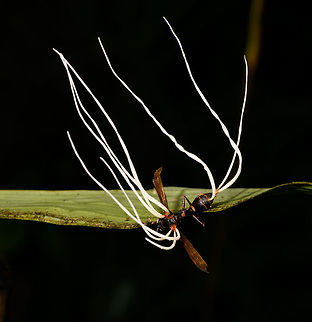 Cordyceps saussurei - side view, La Isla Escondida, Colombia As if this night tour didn't have enough highlights already, here comes one that opened a new world to us: cordyceps. We've once saw in a documentary a creepy fungus infecting an ant, controlling it like a zombie, and ultimately killing it. Here was our first meeting with one such species of Cordyceps, where there's about 400 in total.

This little wasp was infected and killed by the very lengthy fruiting body of a cordyceps. The species ID is tentative, based on the target (wasp), appearance of the cordyceps, and fruiting body. Reference:
https://www.inaturalist.org/observations/2720779
https://www.flickr.com/photos/rainforests/31967115218/

If this assessment is correct, note that Cordyceps saussurei is also called Hirsutella saussurei. Yet Hirsutella saussurei is considered part of Cordyceps in their sexually productive stage. 

https://www.jungledragon.com/image/71518/cordyceps_saussurei_la_isla_escondida_colombia.html
https://www.jungledragon.com/image/71520/cordyceps_saussurei_-_side_view_ii_la_isla_escondida_colombia.html Colombia,Colombia 2018,Colombia South,Cordyceps saussurei,La Isla Escondida,Putumayo,South America,World