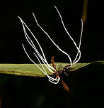 Cordyceps saussurei - side view, La Isla Escondida, Colombia As if this night tour didn't have enough highlights already, here comes one that opened a new world to us: cordyceps. We've once saw in a documentary a creepy fungus infecting an ant, controlling it like a zombie, and ultimately killing it. Here was our first meeting with one such species of Cordyceps, where there's about 400 in total.<br />
<br />
This little wasp was infected and killed by the very lengthy fruiting body of a cordyceps. The species ID is tentative, based on the target (wasp), appearance of the cordyceps, and fruiting body. Reference:<br />
https://www.inaturalist.org/observations/2720779<br />
https://www.flickr.com/photos/rainforests/31967115218/<br />
<br />
If this assessment is correct, note that Cordyceps saussurei is also called Hirsutella saussurei. Yet Hirsutella saussurei is considered part of Cordyceps in their sexually productive stage. <br />
<br />
https://www.jungledragon.com/image/71518/cordyceps_saussurei_la_isla_escondida_colombia.html<br />
https://www.jungledragon.com/image/71520/cordyceps_saussurei_-_side_view_ii_la_isla_escondida_colombia.html Colombia,Colombia 2018,Colombia South,Cordyceps saussurei,La Isla Escondida,Putumayo,South America,World