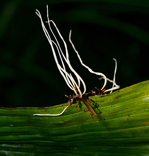 Cordyceps saussurei - side view II, La Isla Escondida, Colombia As if this night tour didn't have enough highlights already, here comes one that opened a new world to us: cordyceps. We've once saw in a documentary a creepy fungus infecting an ant, controlling it like a zombie, and ultimately killing it. Here was our first meeting with one such species of Cordyceps, where there's about 400 in total.

This little wasp was infected and killed by the very lengthy fruiting body of a cordyceps. The species ID is tentative, based on the target (wasp), appearance of the cordyceps, and fruiting body. Reference:
https://www.inaturalist.org/observations/2720779
https://www.flickr.com/photos/rainforests/31967115218/

If this assessment is correct, note that Cordyceps saussurei is also called Hirsutella saussurei. Yet Hirsutella saussurei is considered part of Cordyceps in their sexually productive stage. 


https://www.jungledragon.com/image/71518/cordyceps_saussurei_la_isla_escondida_colombia.html
https://www.jungledragon.com/image/71519/cordyceps_saussurei_-_side_view_la_isla_escondida_colombia.html Colombia,Colombia 2018,Colombia South,Cordyceps saussurei,La Isla Escondida,Putumayo,South America,World