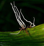 Cordyceps saussurei - side view II, La Isla Escondida, Colombia As if this night tour didn't have enough highlights already, here comes one that opened a new world to us: cordyceps. We've once saw in a documentary a creepy fungus infecting an ant, controlling it like a zombie, and ultimately killing it. Here was our first meeting with one such species of Cordyceps, where there's about 400 in total.<br />
<br />
This little wasp was infected and killed by the very lengthy fruiting body of a cordyceps. The species ID is tentative, based on the target (wasp), appearance of the cordyceps, and fruiting body. Reference:<br />
https://www.inaturalist.org/observations/2720779<br />
https://www.flickr.com/photos/rainforests/31967115218/<br />
<br />
If this assessment is correct, note that Cordyceps saussurei is also called Hirsutella saussurei. Yet Hirsutella saussurei is considered part of Cordyceps in their sexually productive stage. <br />
<br />
<br />
https://www.jungledragon.com/image/71518/cordyceps_saussurei_la_isla_escondida_colombia.html<br />
https://www.jungledragon.com/image/71519/cordyceps_saussurei_-_side_view_la_isla_escondida_colombia.html Colombia,Colombia 2018,Colombia South,Cordyceps saussurei,La Isla Escondida,Putumayo,South America,World